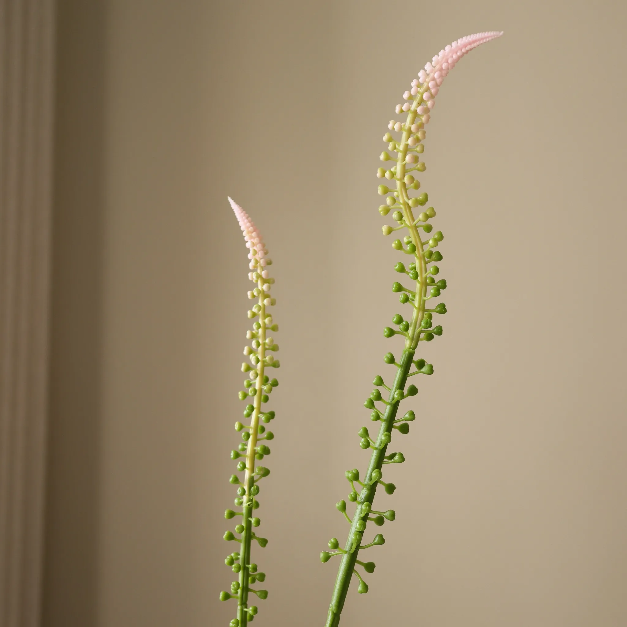 Light Pink Actaea Racemosa "Fairy Candle" - Image 3