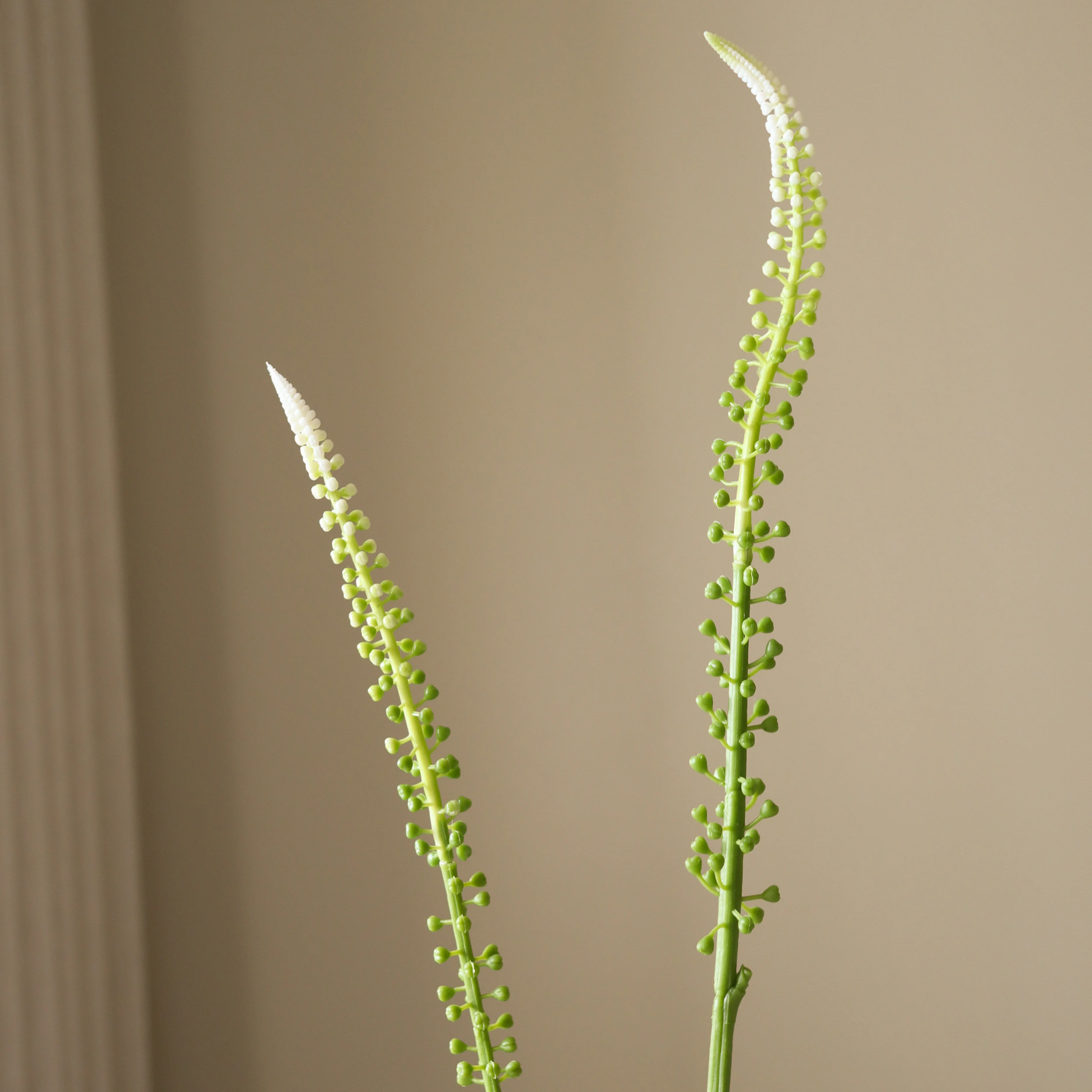 White Actaea Racemosa "Fairy Candle" - Image 3