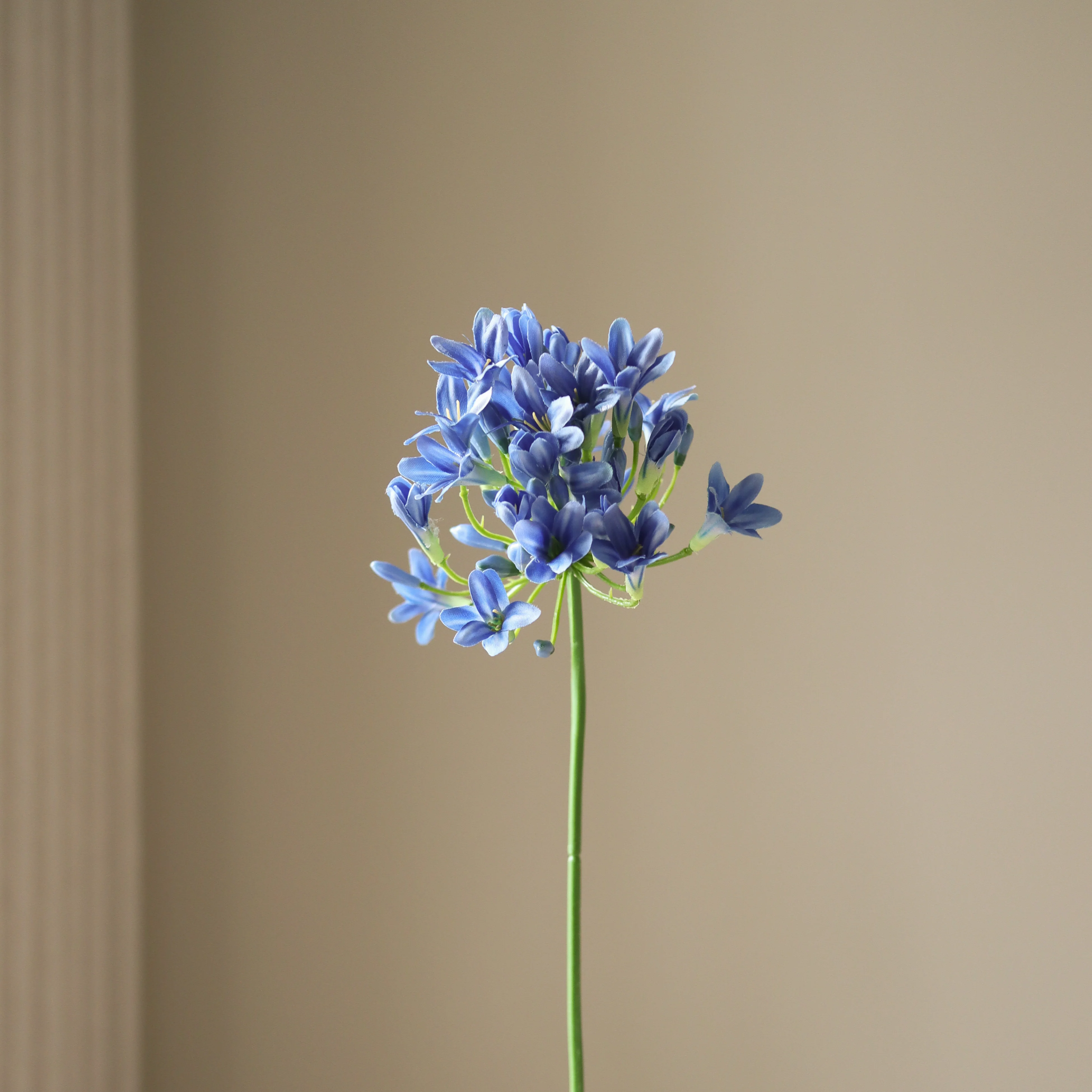 Blue Agapanthus Flower - Image 3