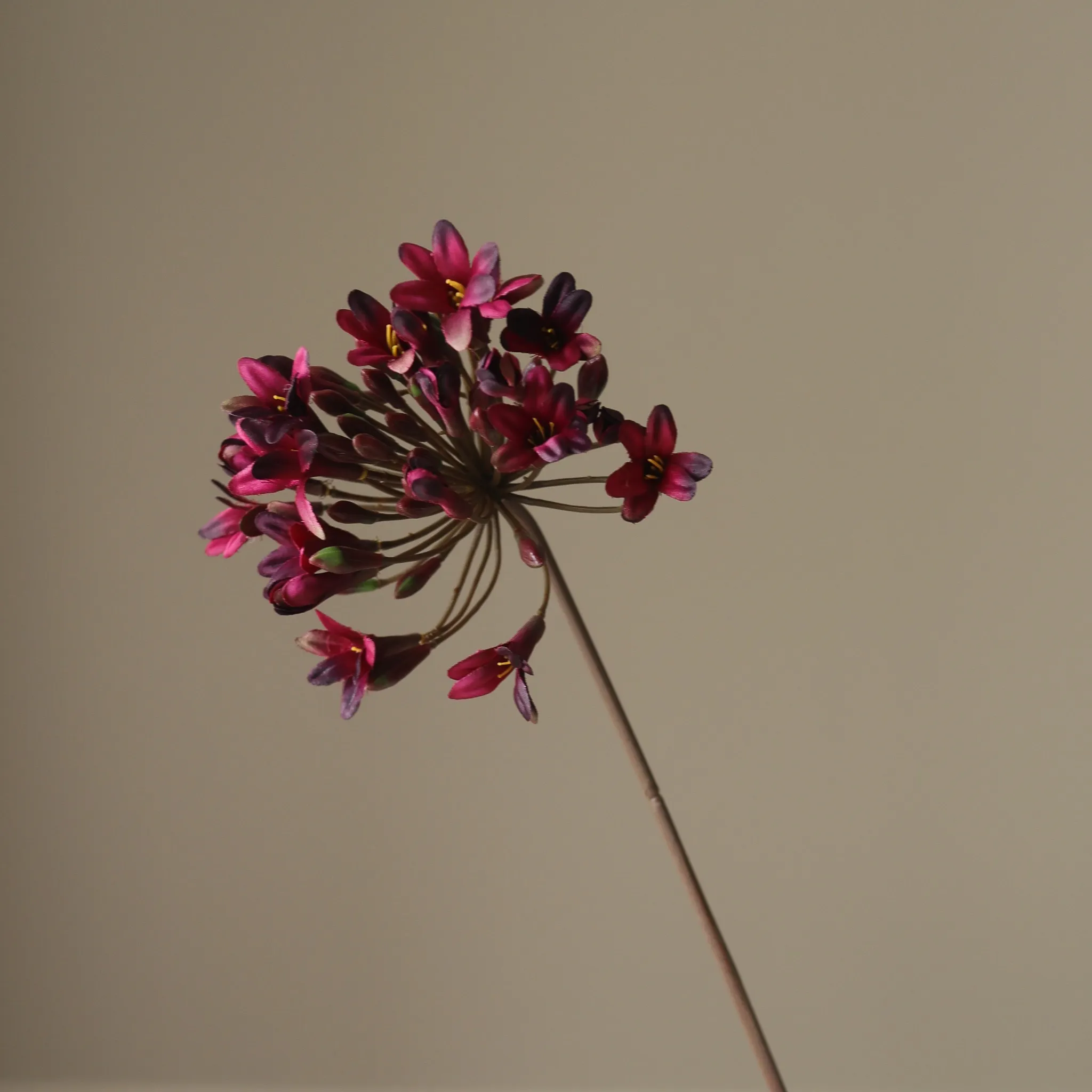 Dark Red Agapanthus Flower - Image 3