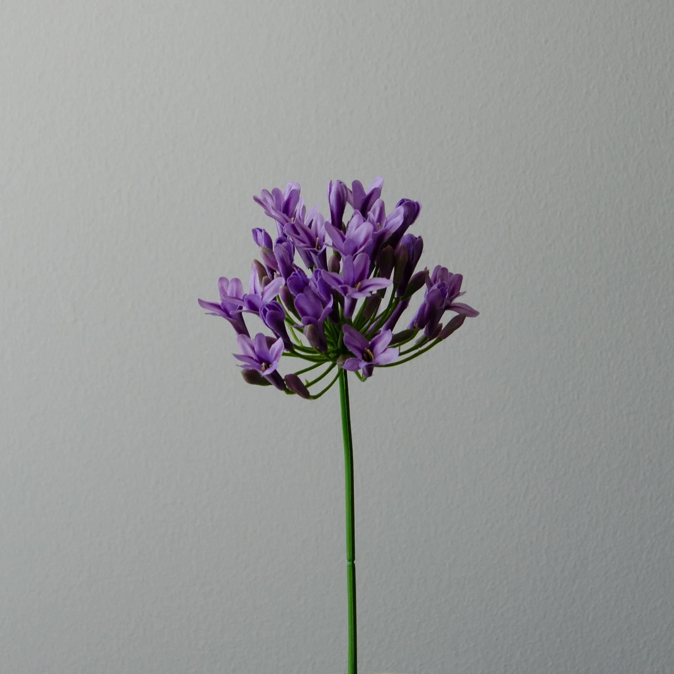 Purple Agapanthus Flower - Image 3