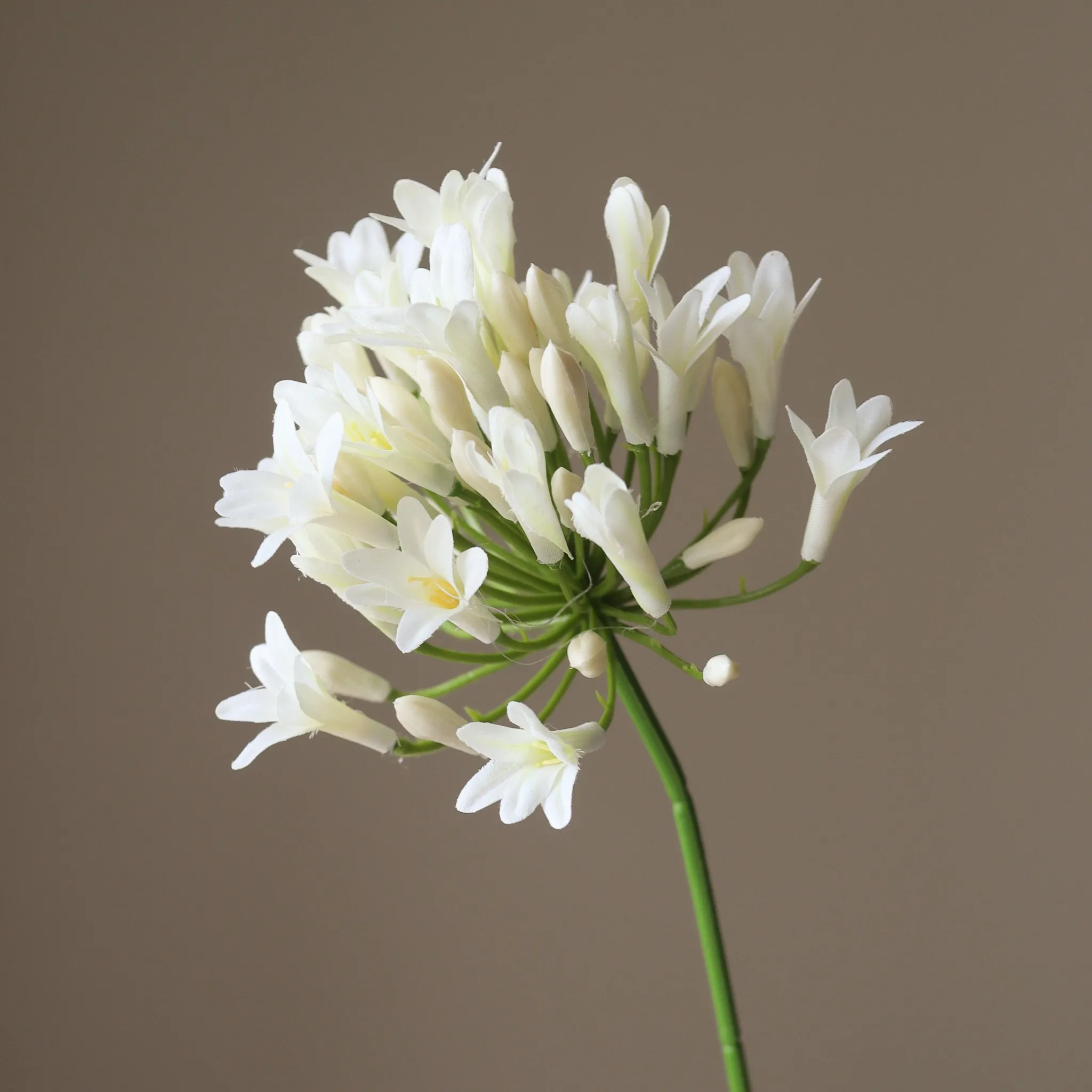 White Agapanthus Flower - Image 3