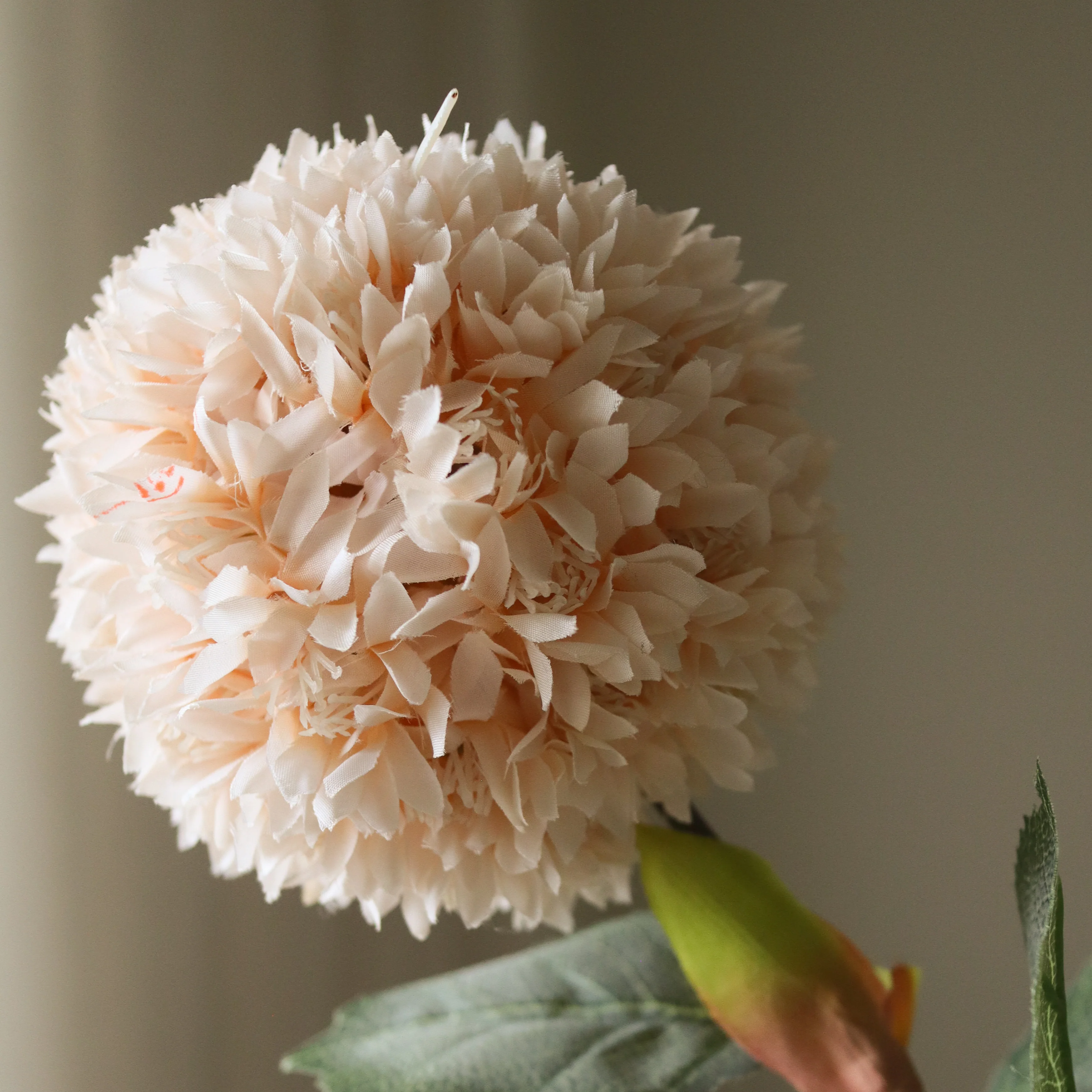Beige Allium Azureum Bulb - Image 3