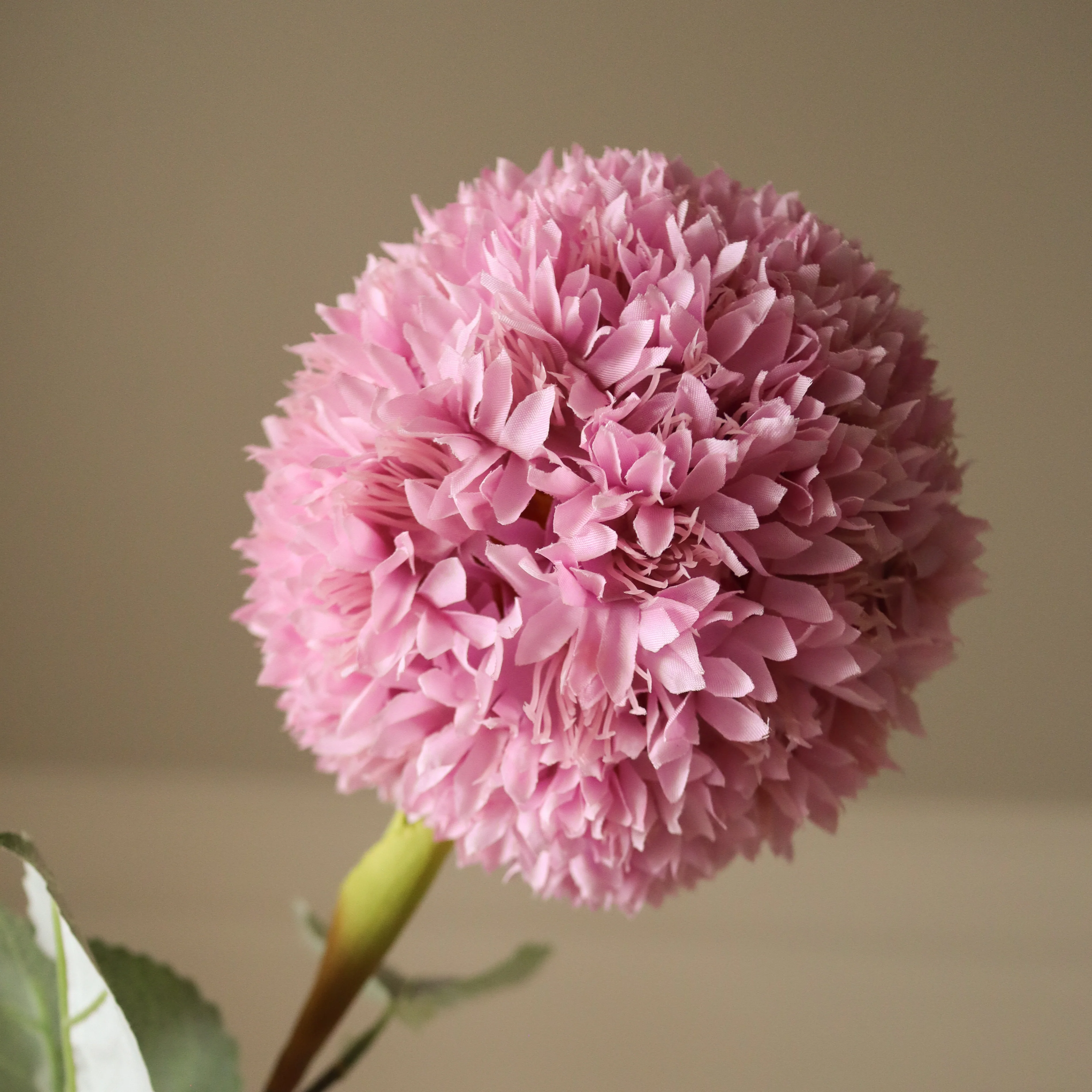 Pink Allium Azureum Bulb - Image 3