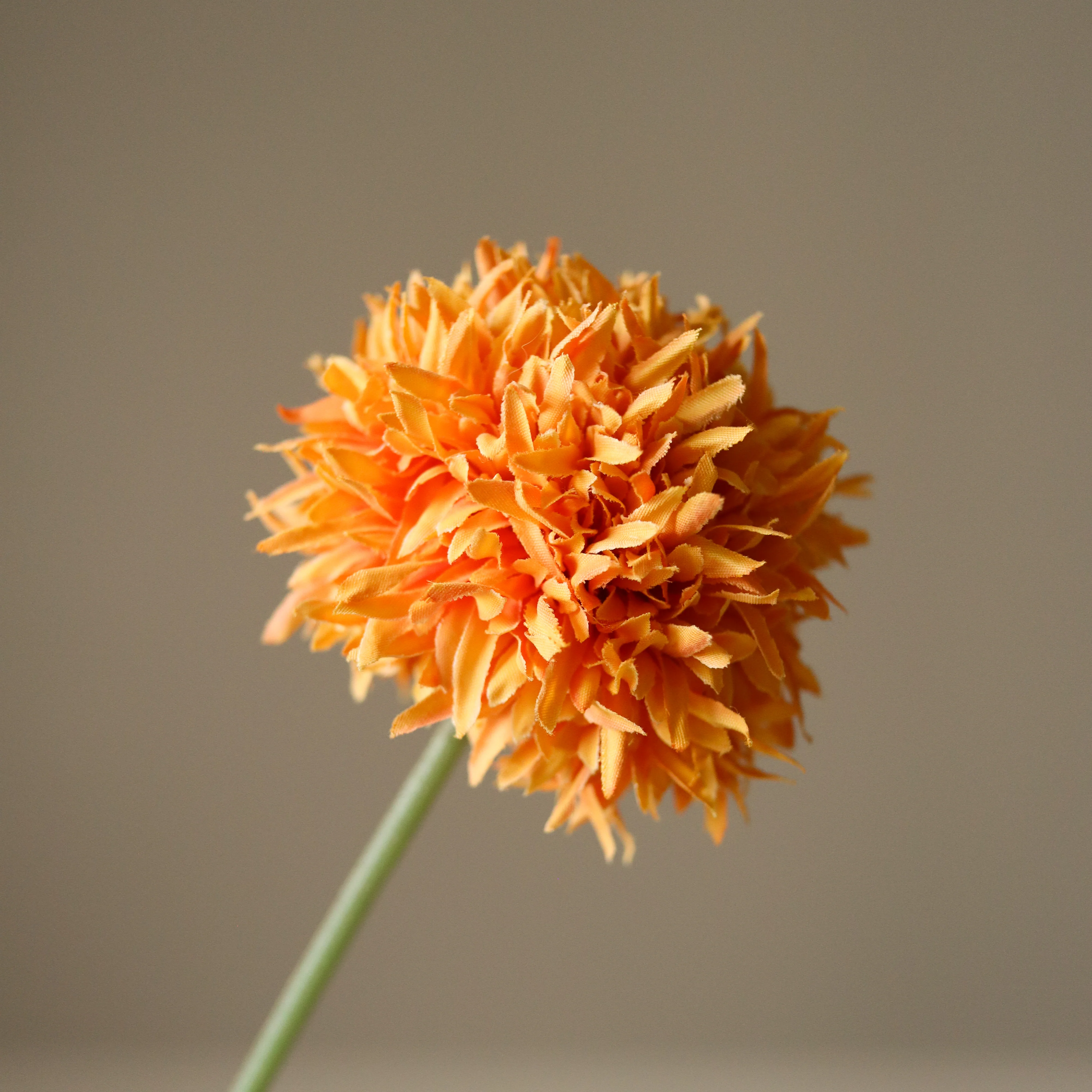 Orange Allium Bulb - Image 3