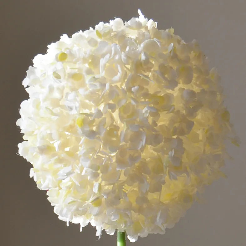 White Allium Giganteum - Image 3