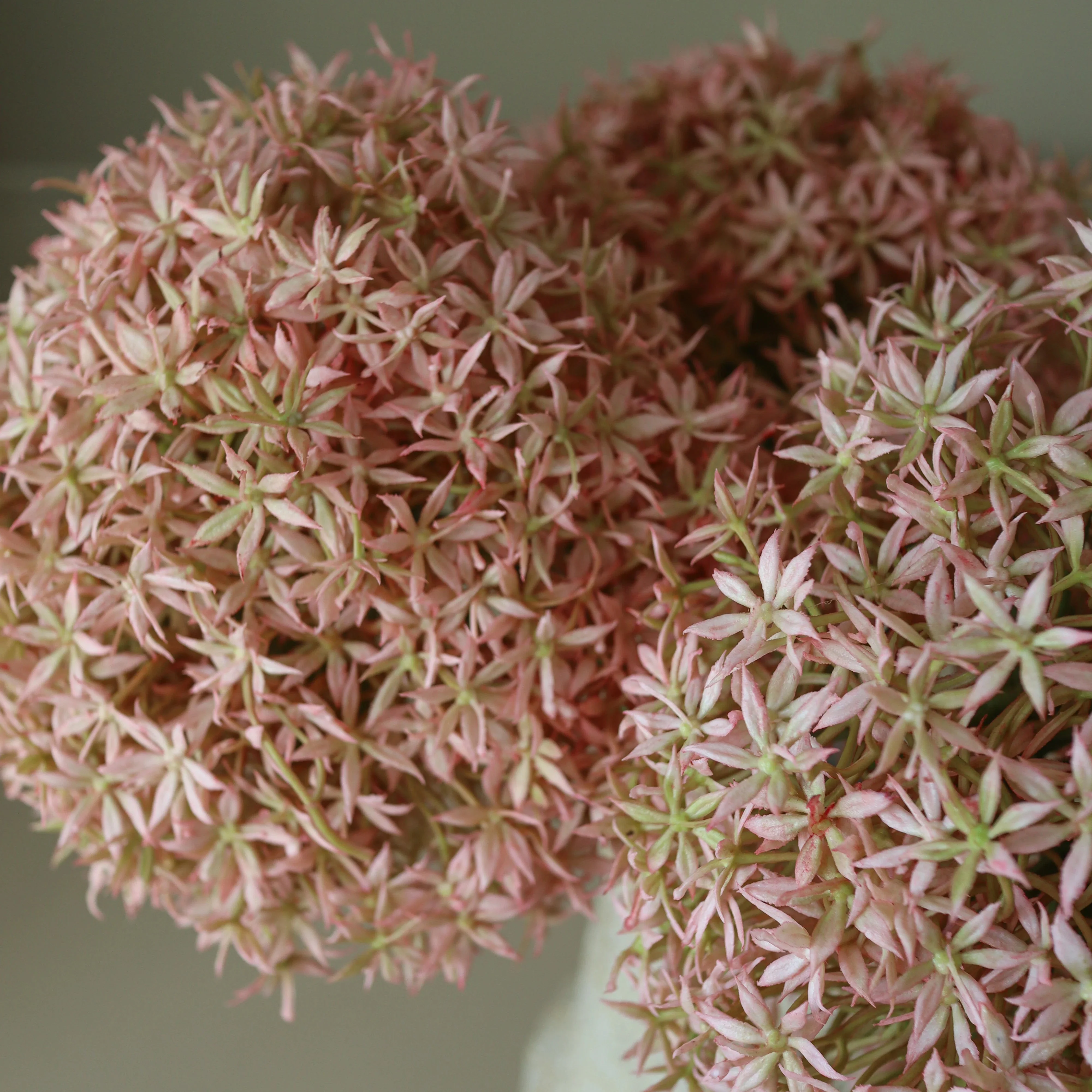 Allium Gladiator Flower - Image 5