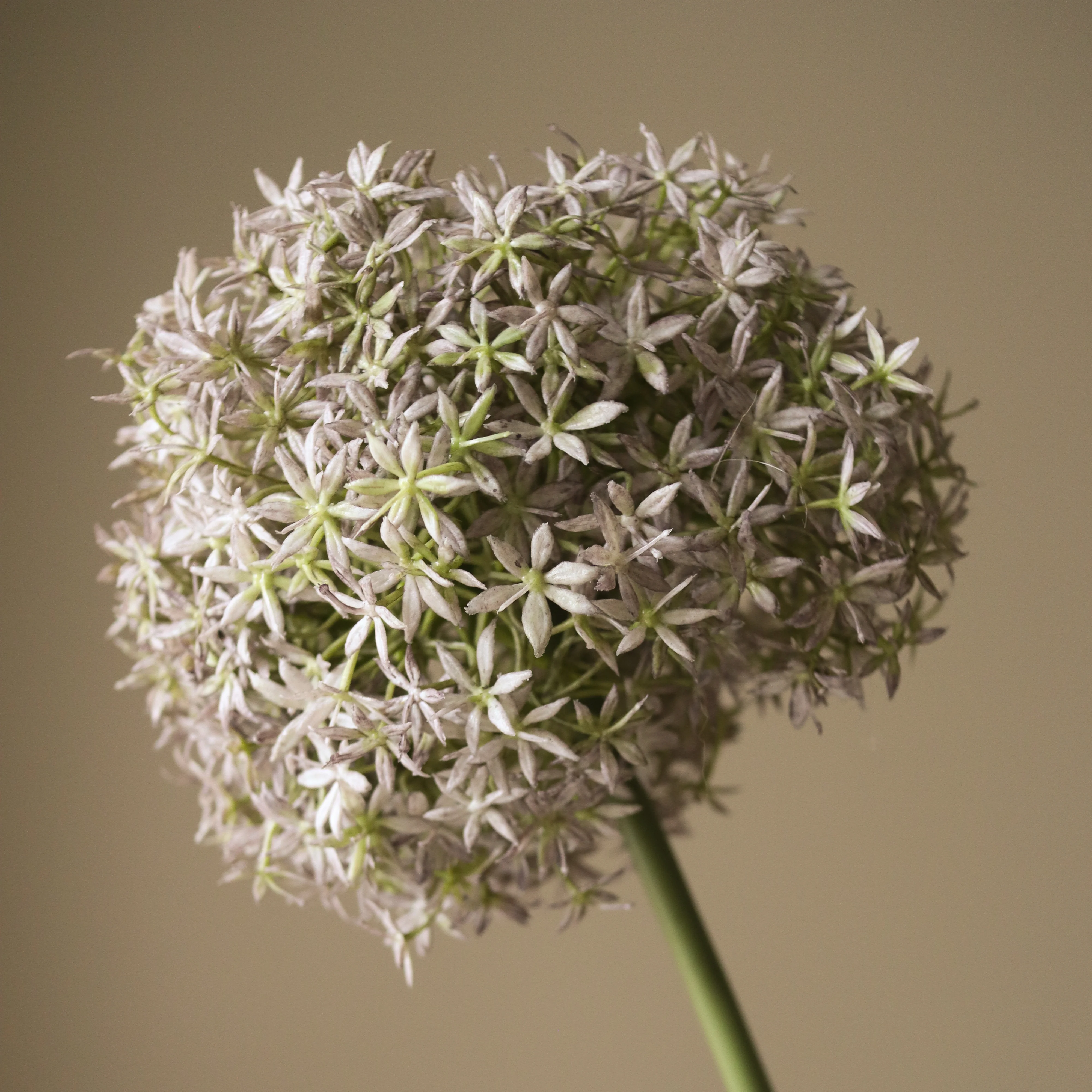 Purple Allium Gladiator Flower - Image 3