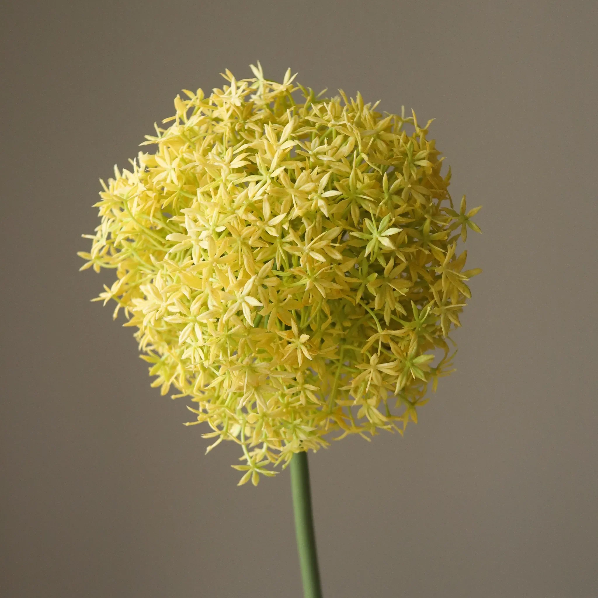 Yellow Allium Gladiator Flower - Image 3