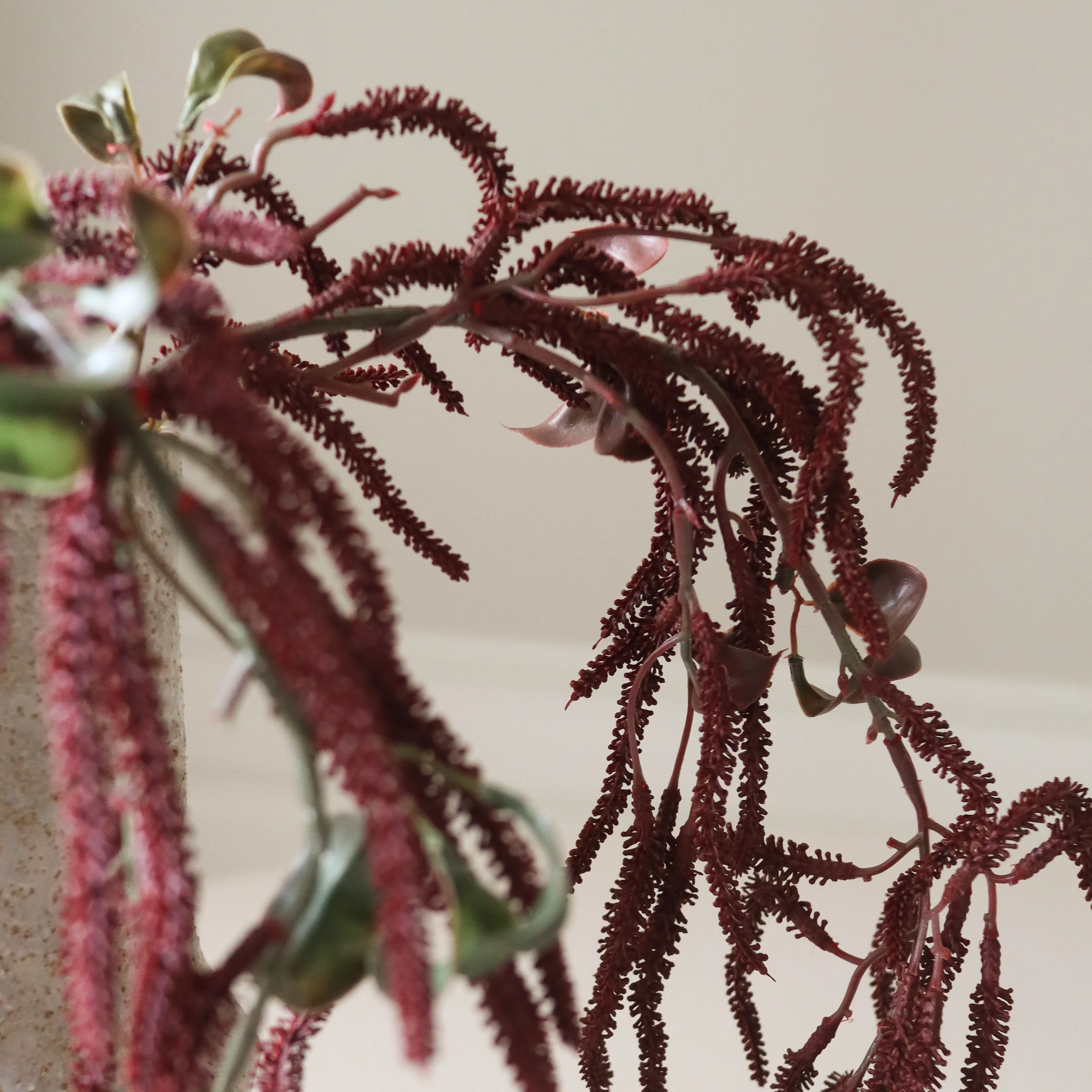 Dark Red Amaranthus Cruentus Flower - Image 3
