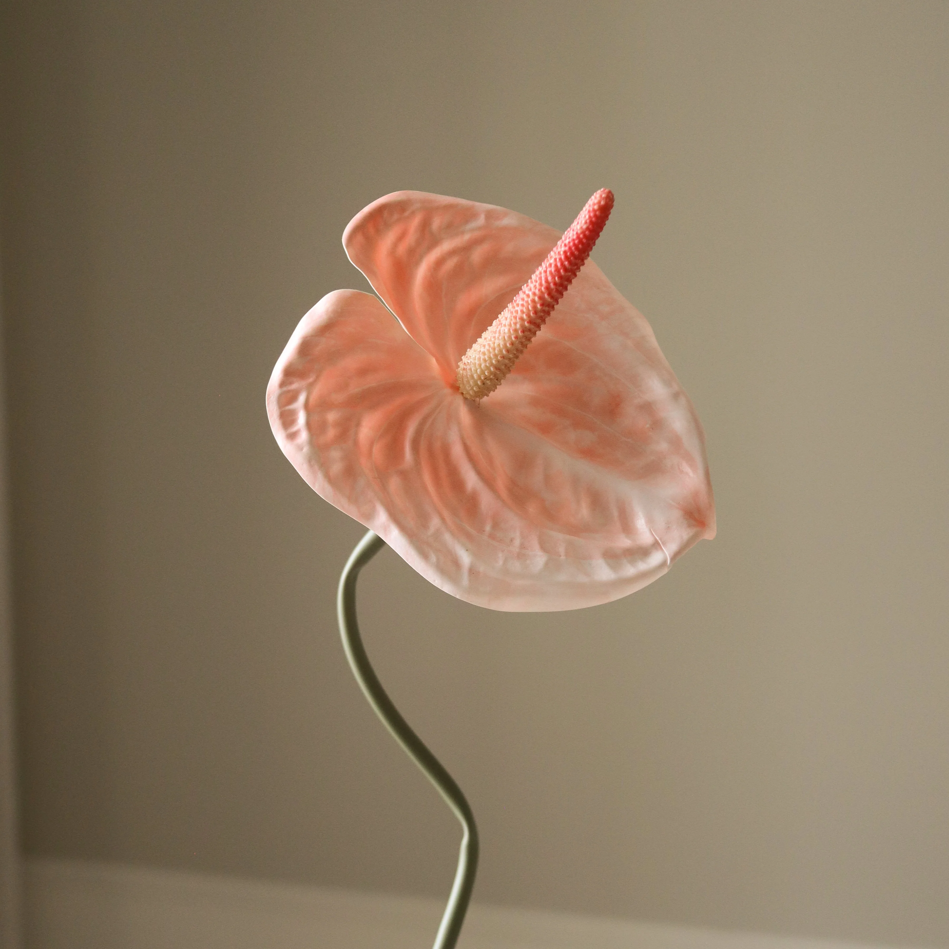 Coral Anthurium Flower - Image 3