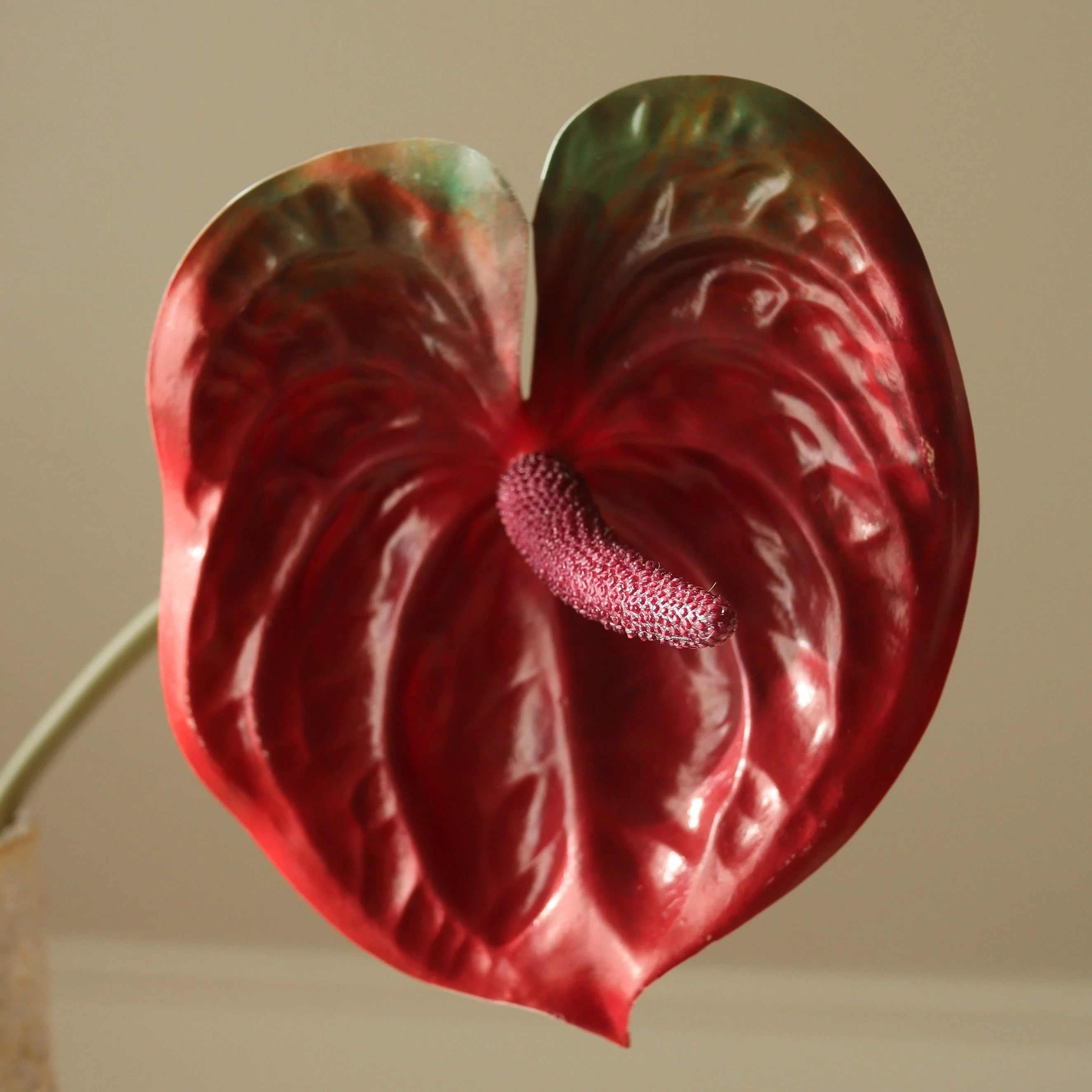 Dark Red Anthurium Flower - Image 3