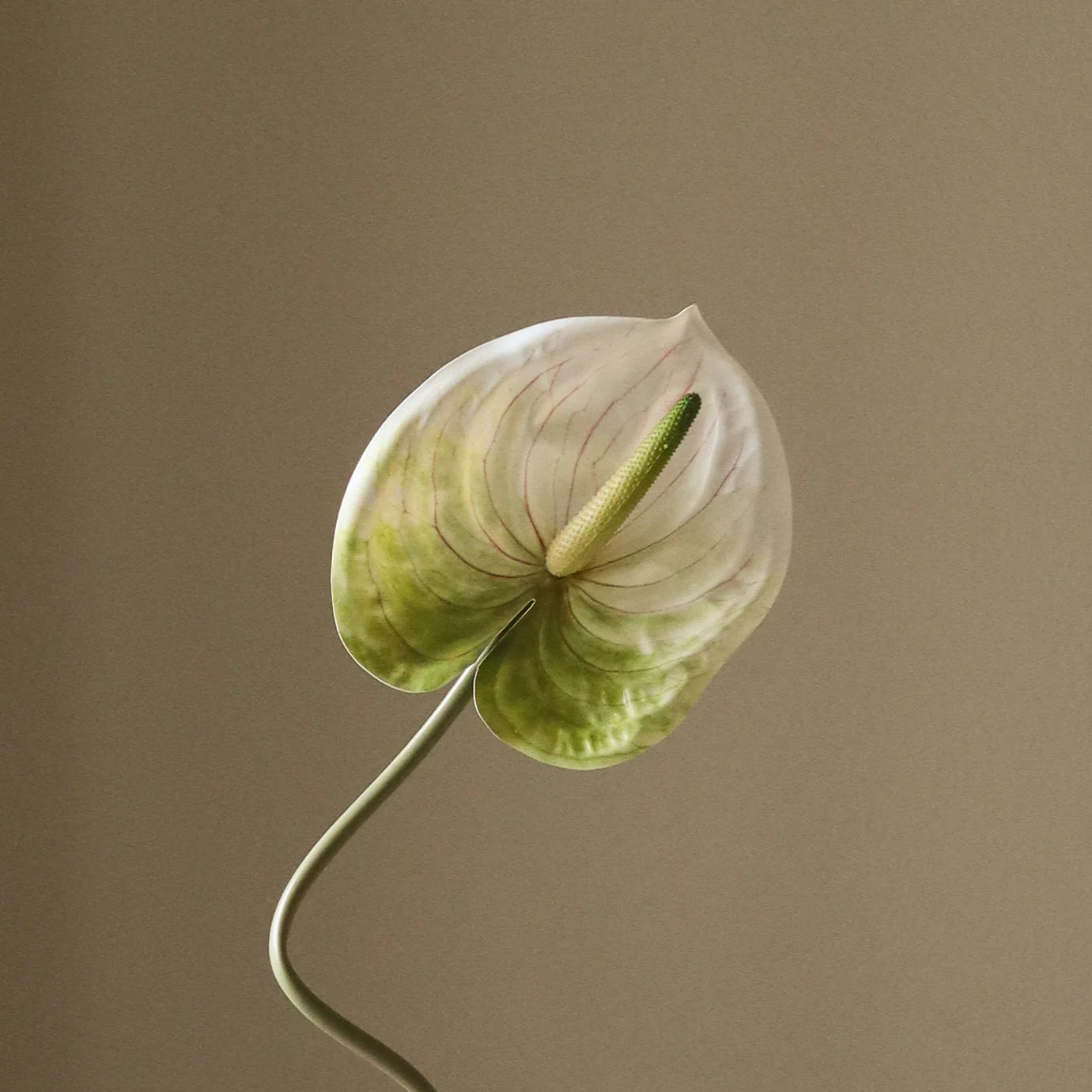 Light Green Anthurium Flower - Image 3
