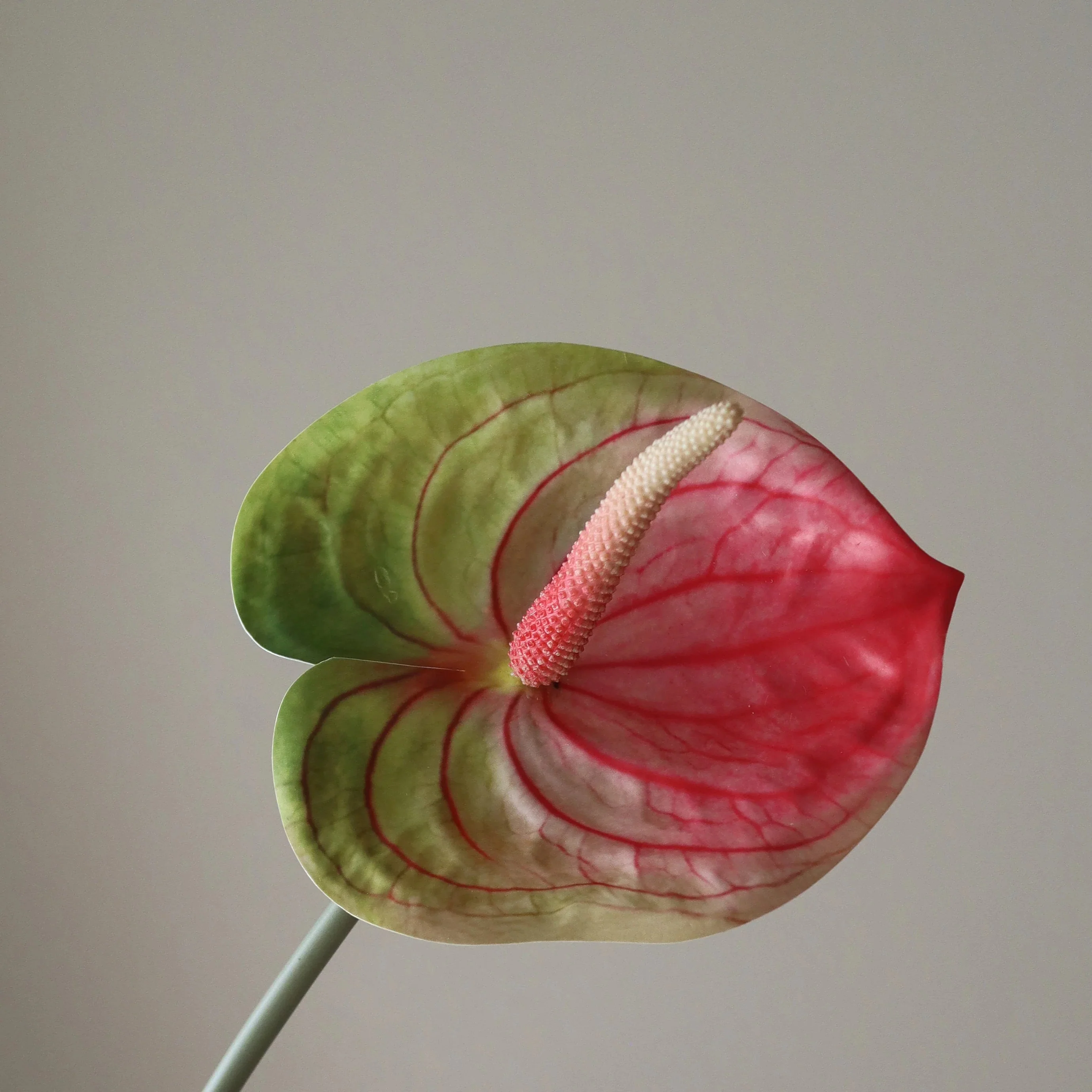 Pink Anthurium Flower - Image 3