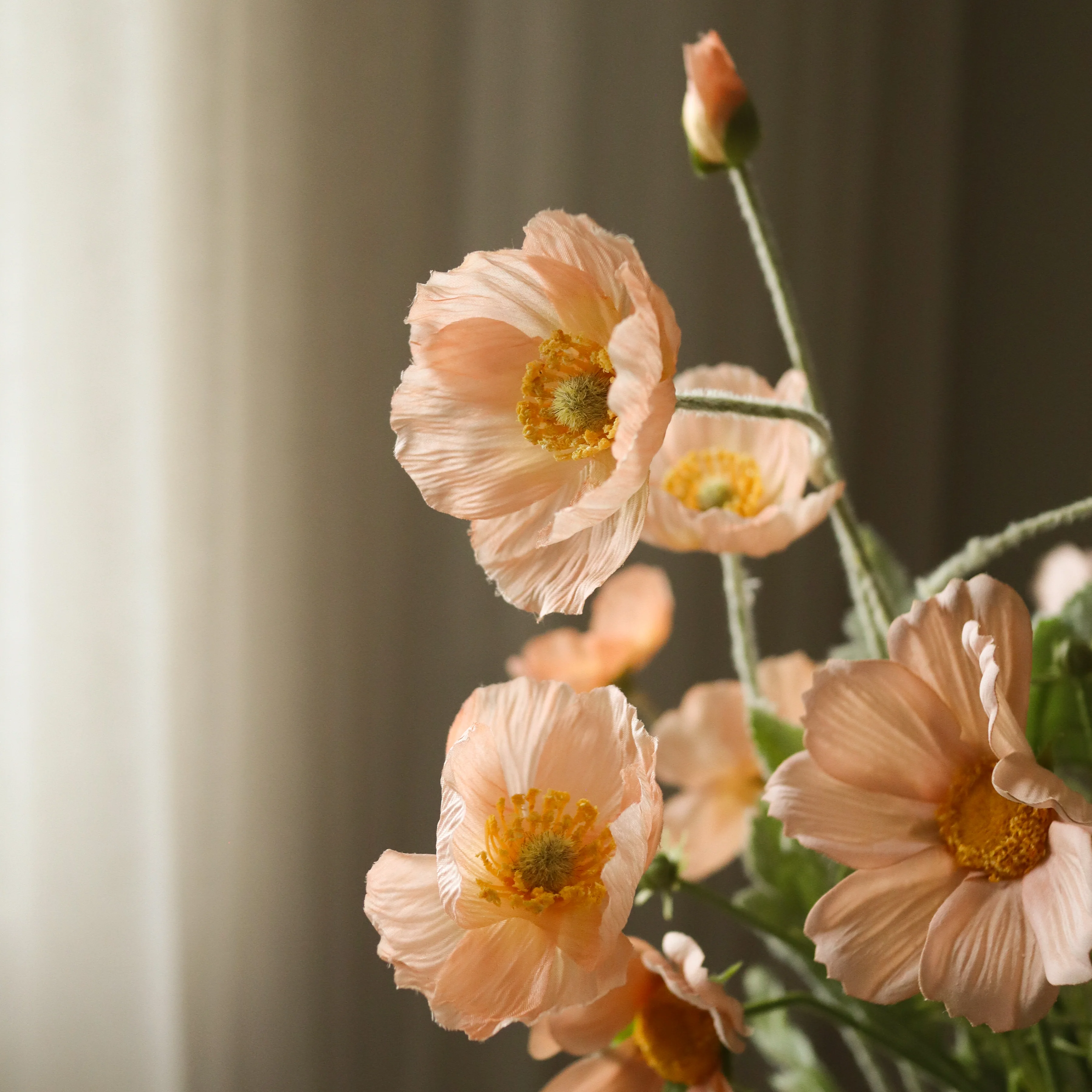 Apricot Breeze - Image 2
