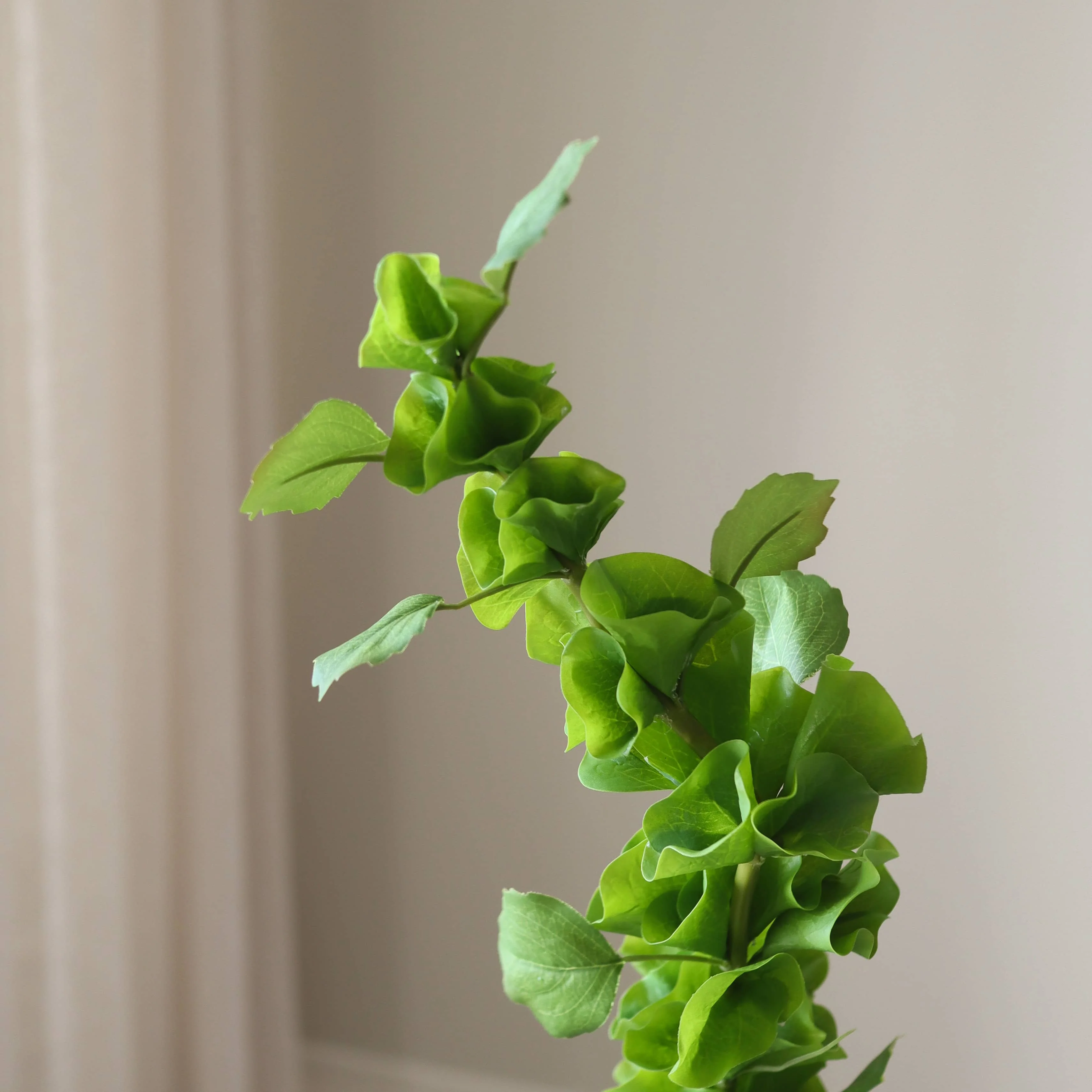Green Bells of Ireland Flower - Image 3