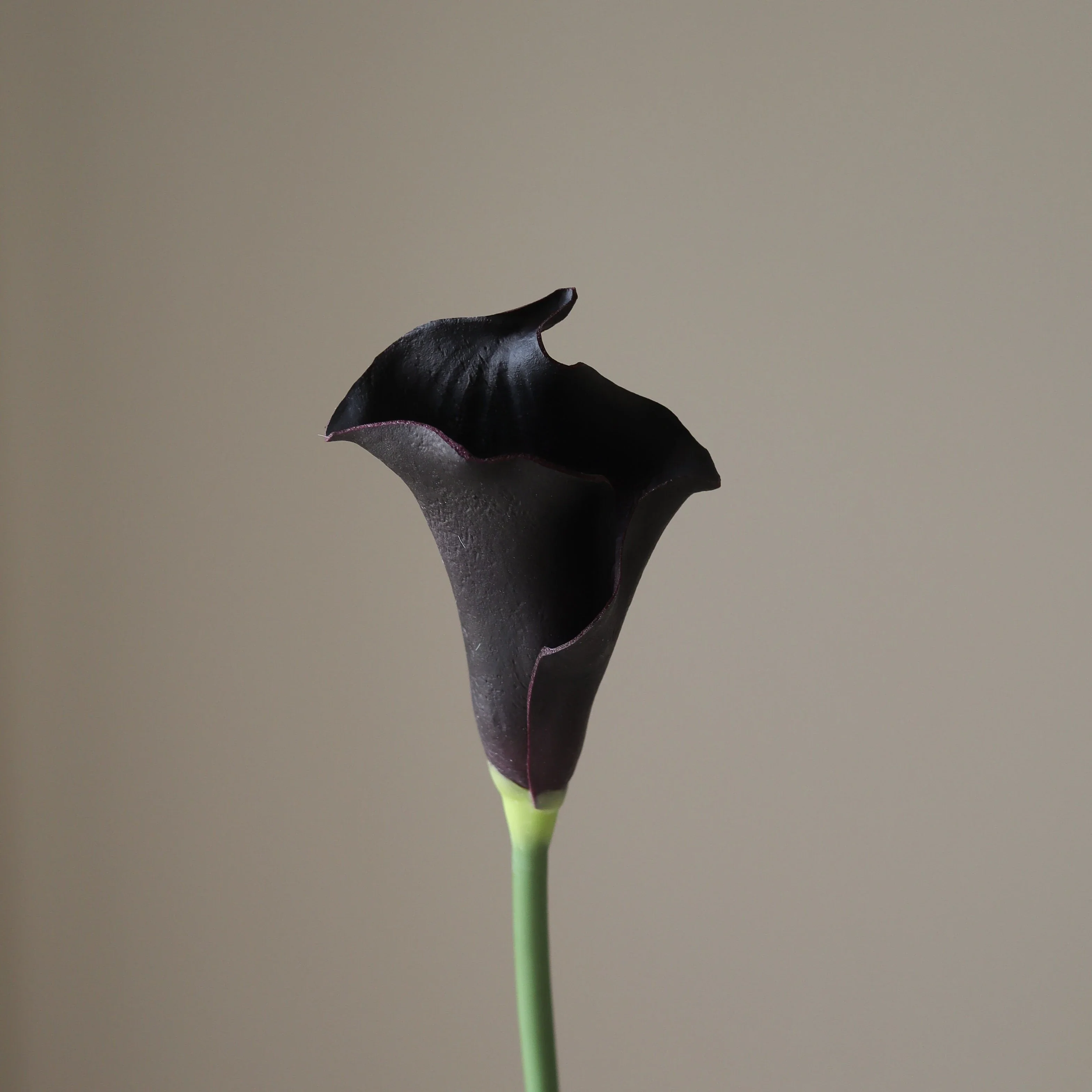 Black Calla Lily Flower - Image 3