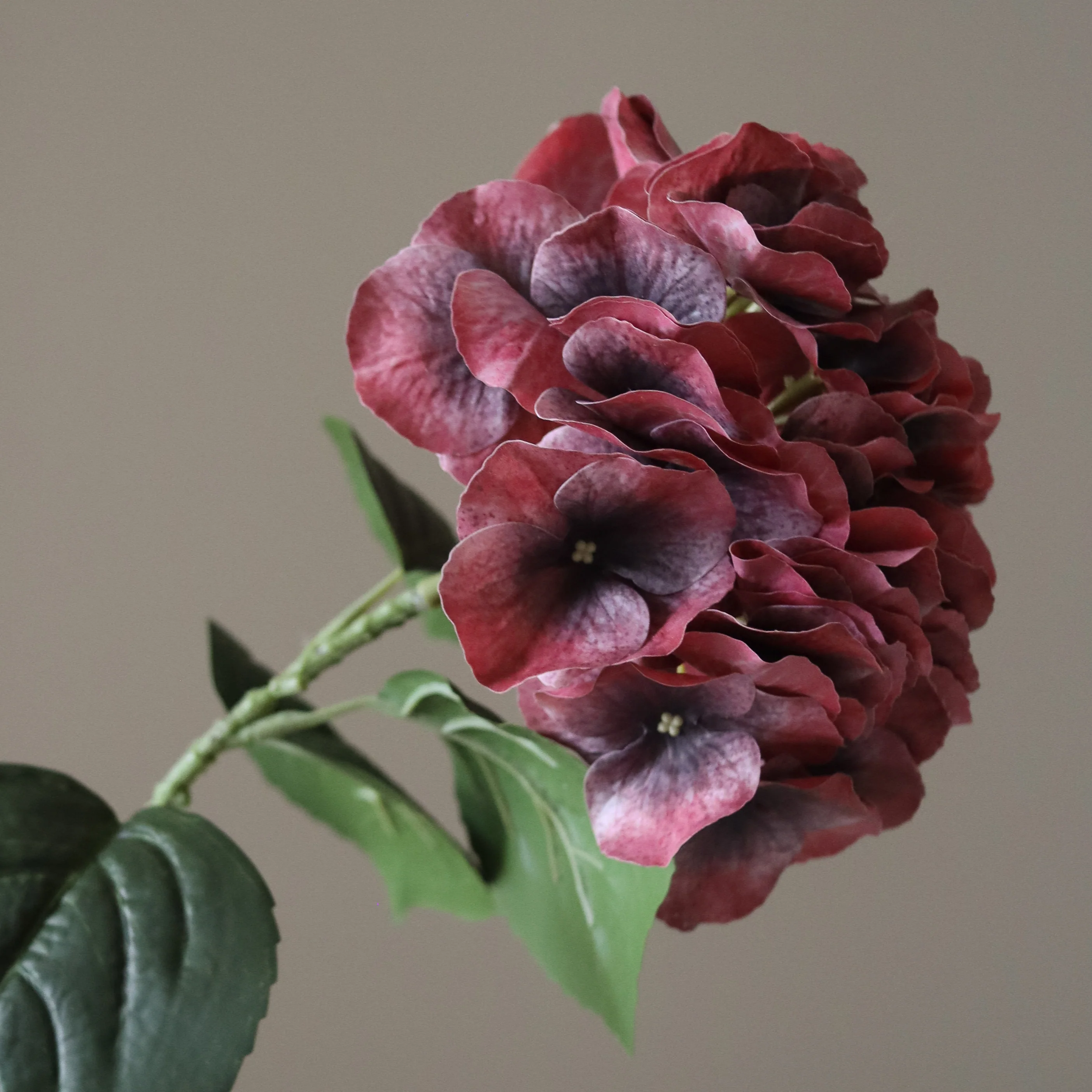 Burgundy Hydrangea Flower - Image 3