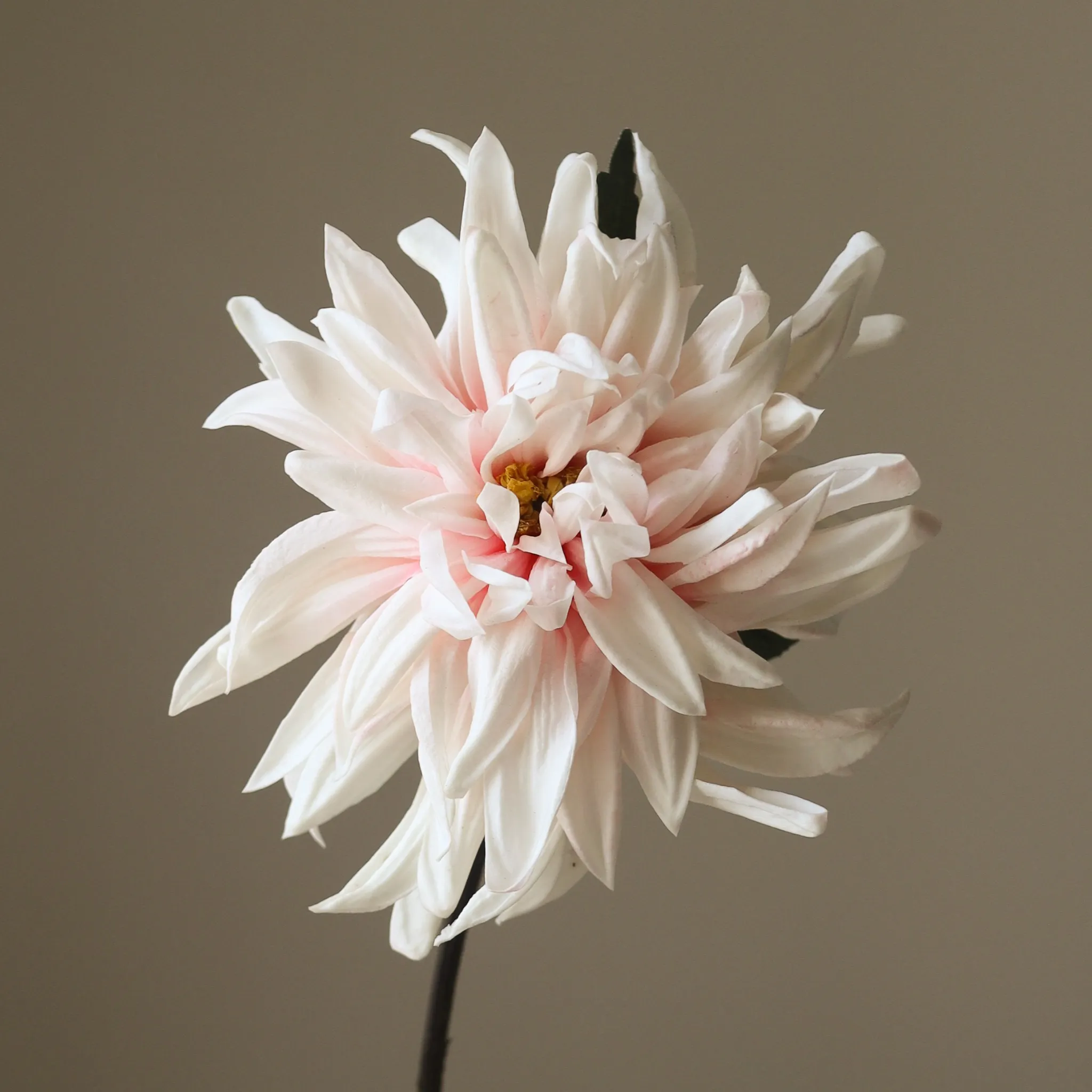 Light Pink Cactus Dahlia Flower - Image 3