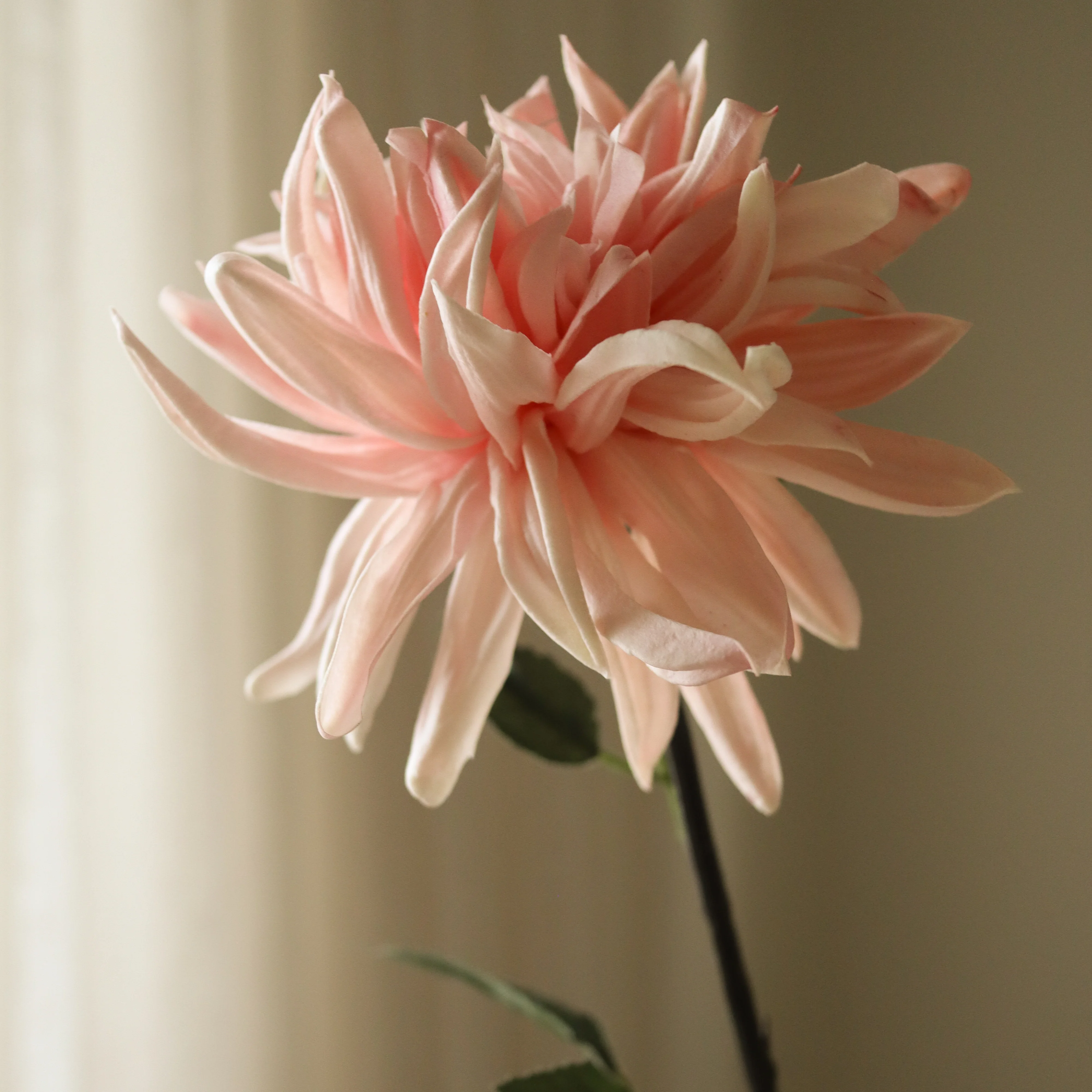 Pink Cactus Dahlia Flower - Image 3