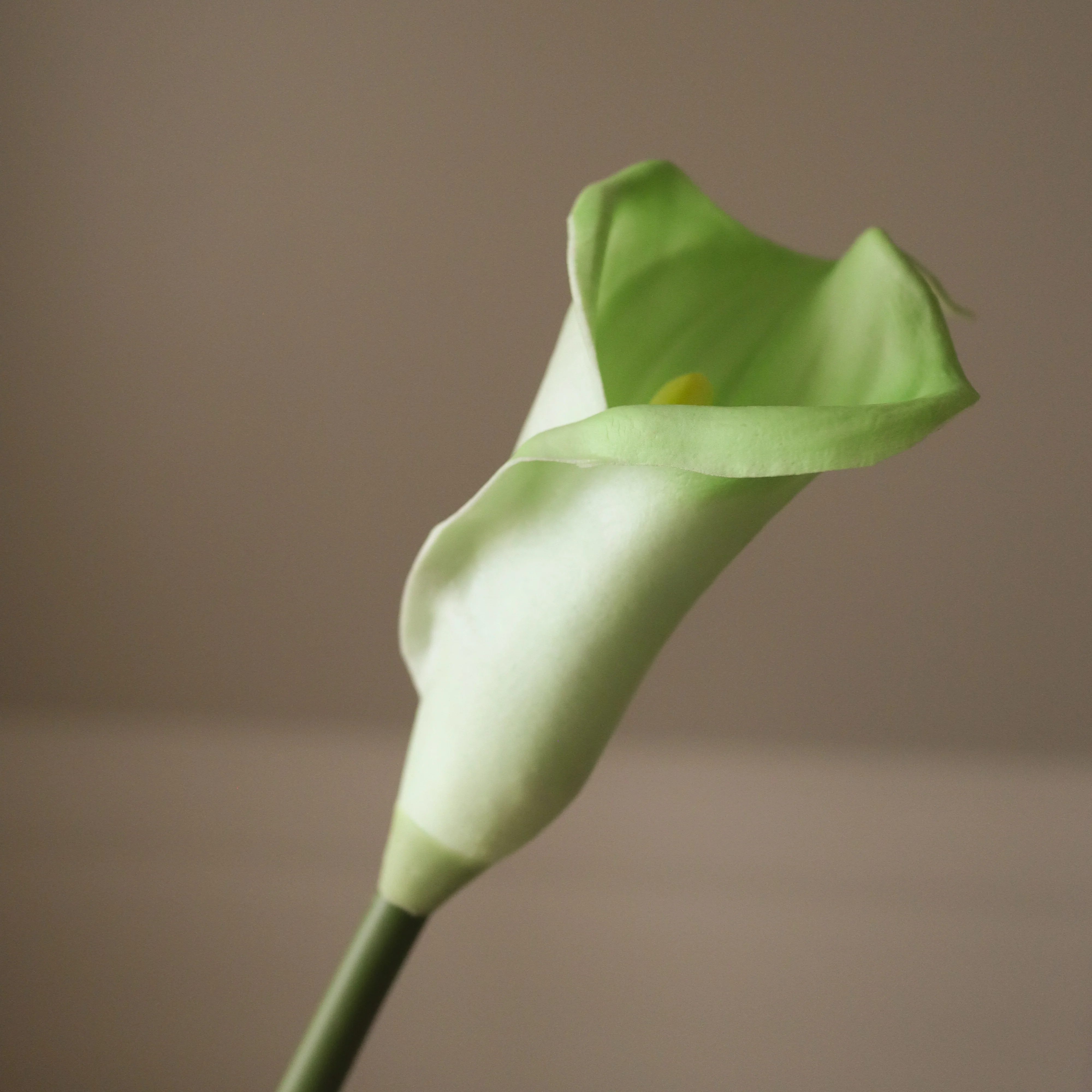 Light Green Calla Lily Flower - Image 3