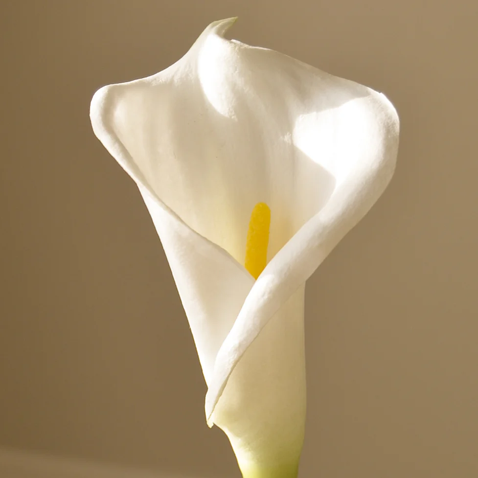 White Calla Lily Flower - Image 3