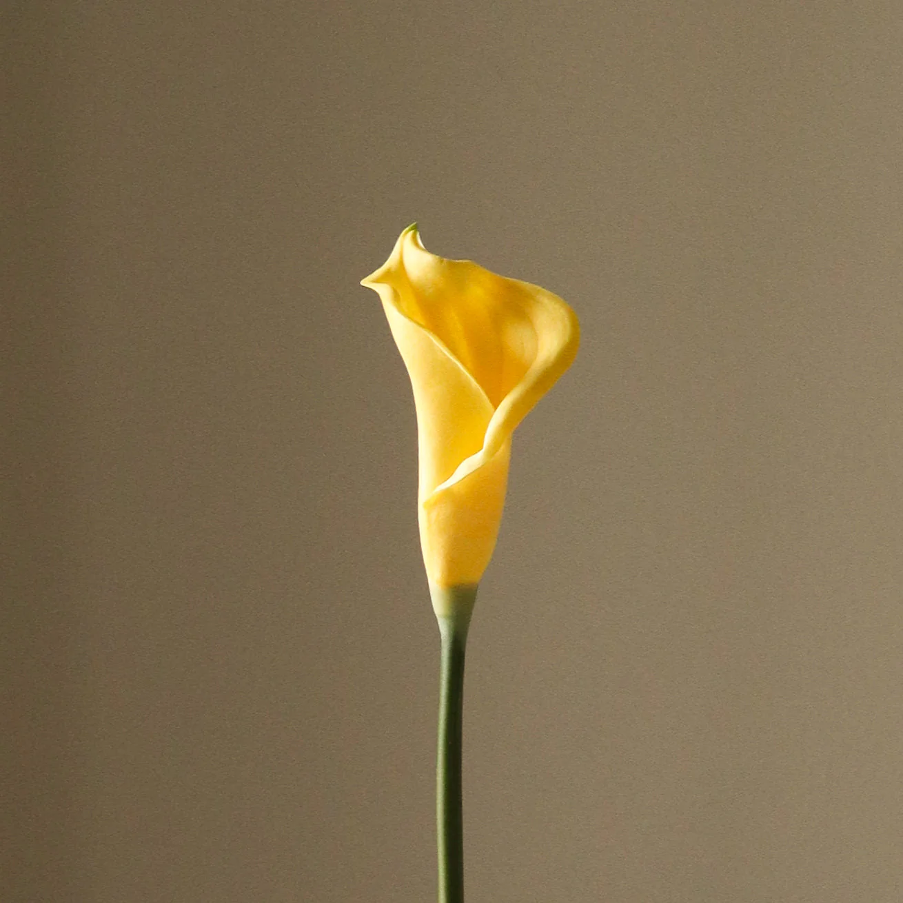 Yellow Calla Lily Flower - Image 3