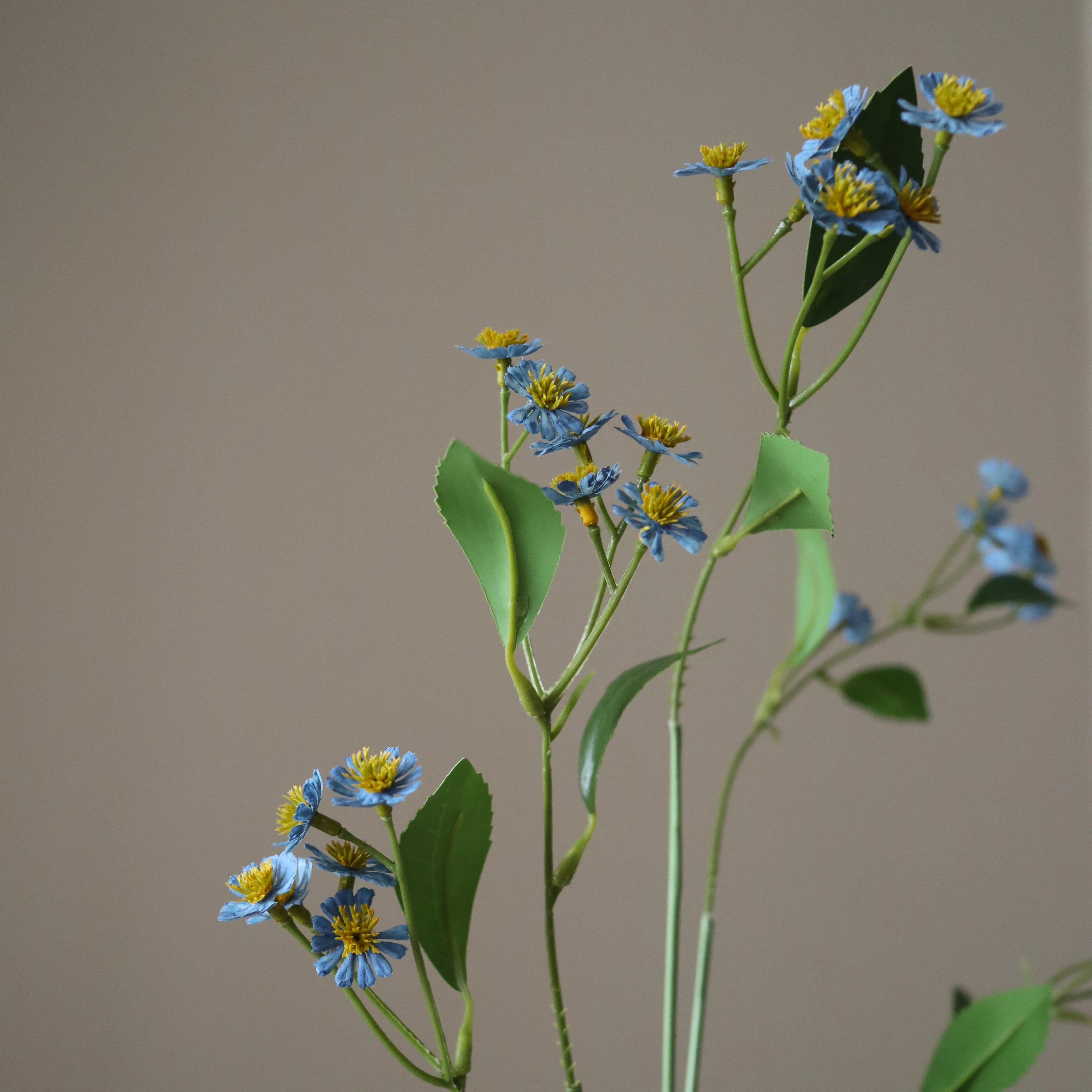 Blue Chamomile Daisy Flowers - Image 3
