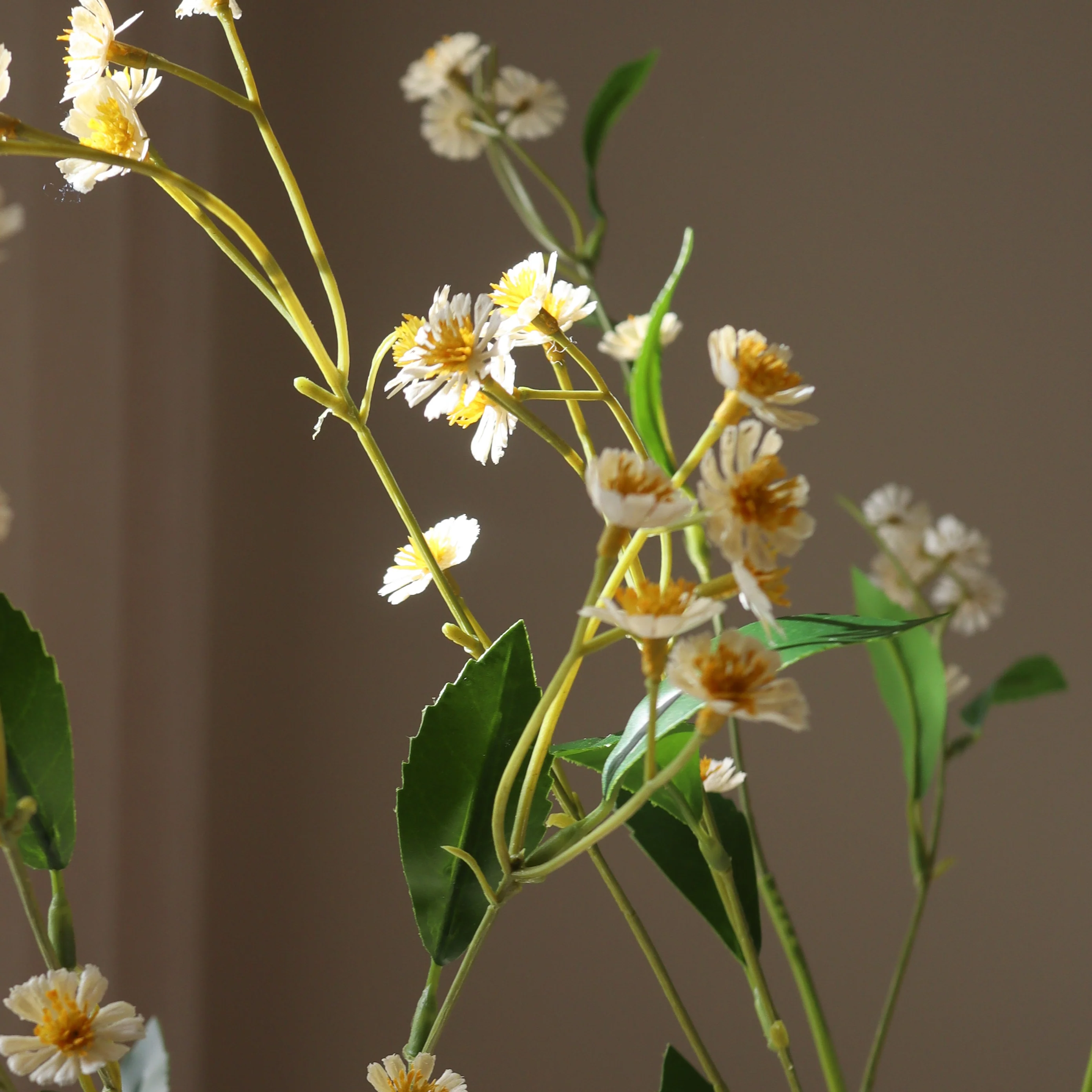 White Chamomile Daisy Flowers - Image 3