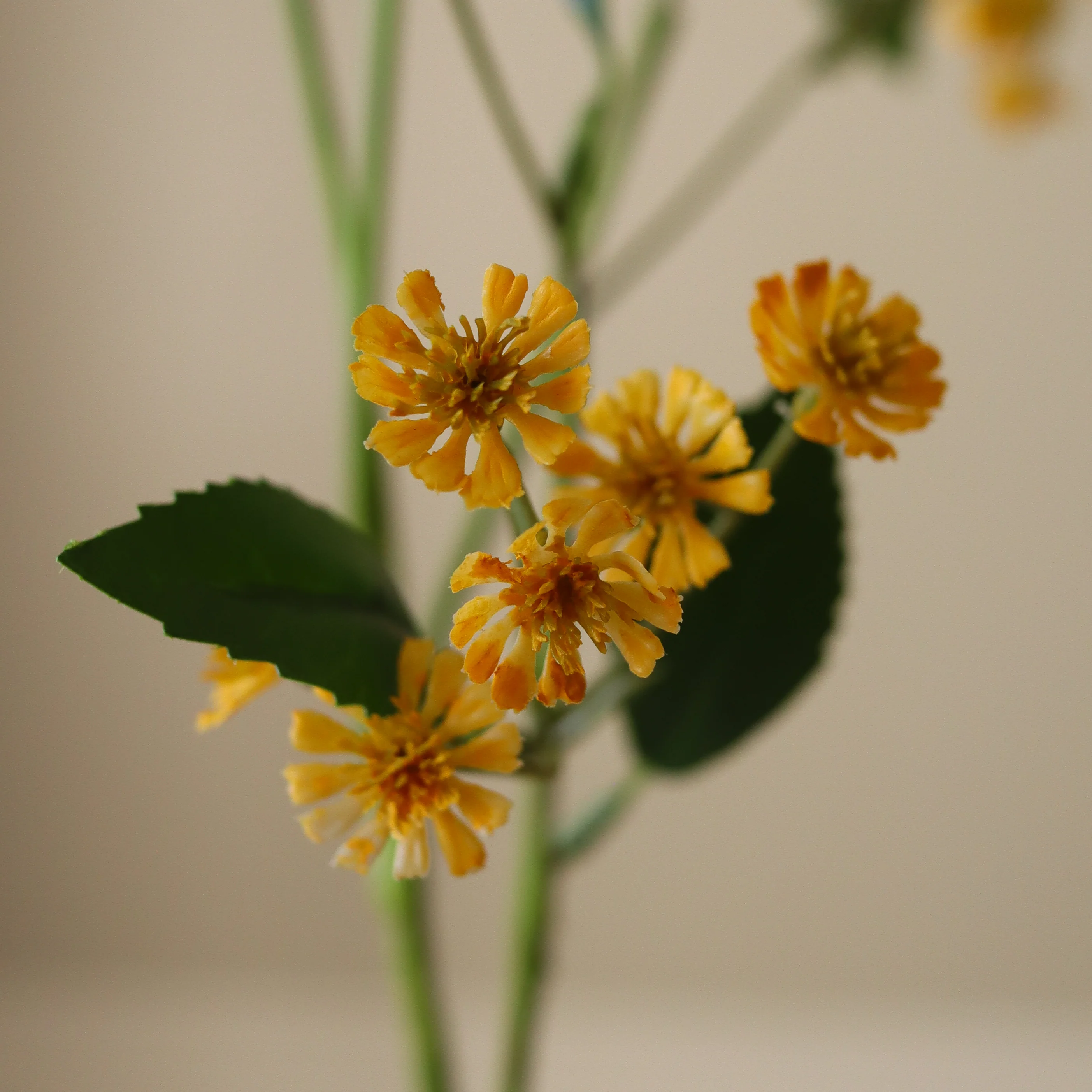 Yellow Chamomile Daisy Flowers - Image 3