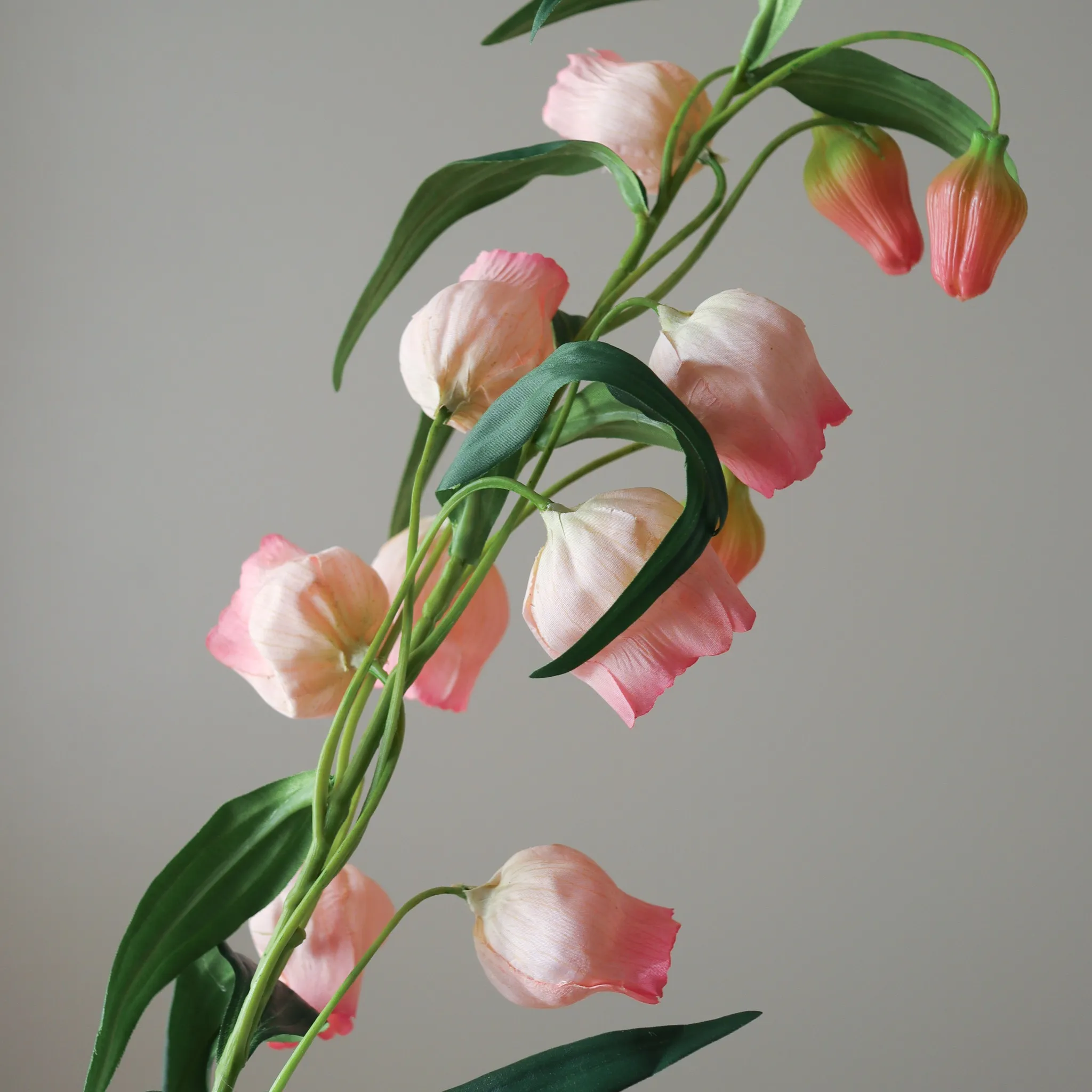 Pink Chinese Lantern Lily Flowers - Image 3