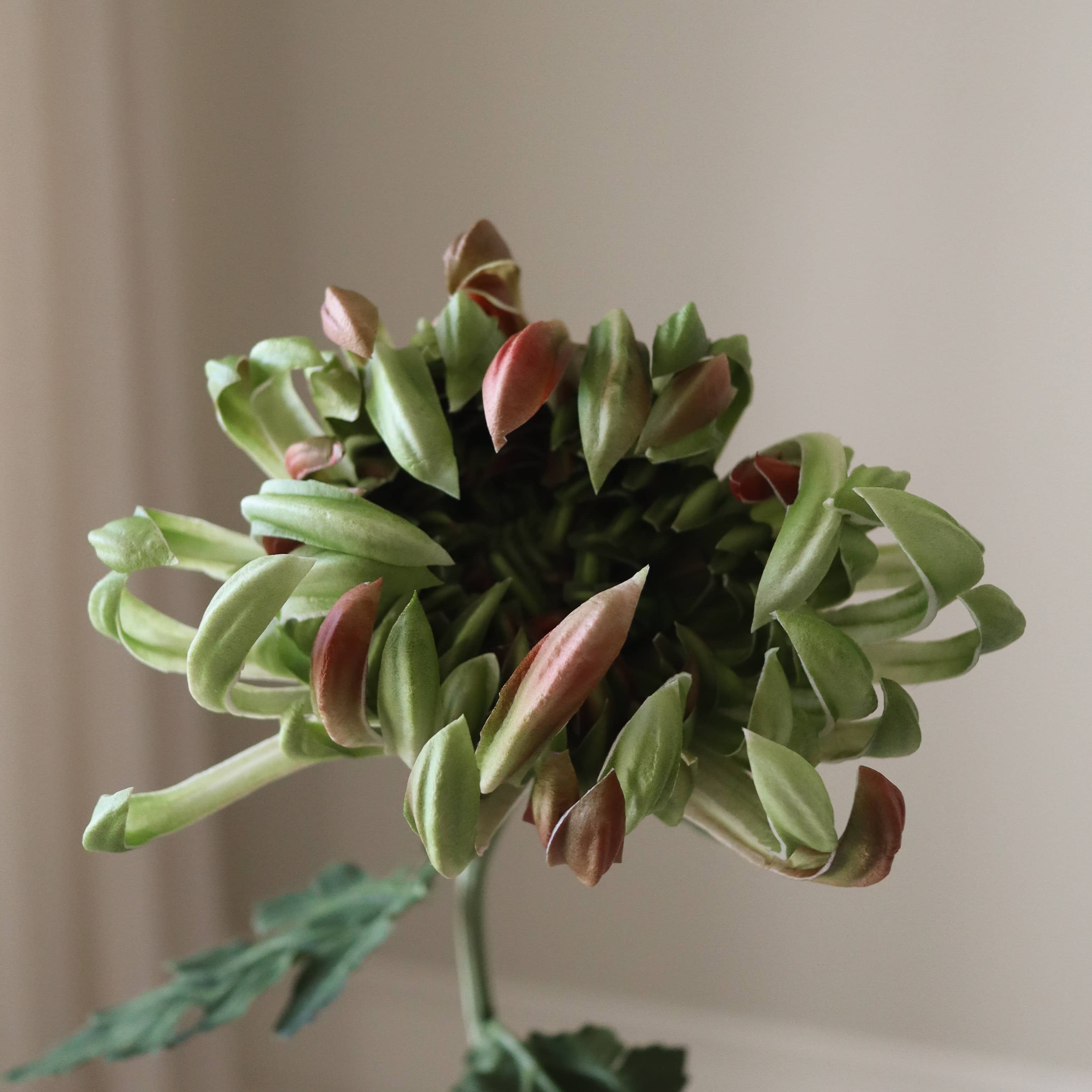 Green Chrysanthemum Flower - Image 3