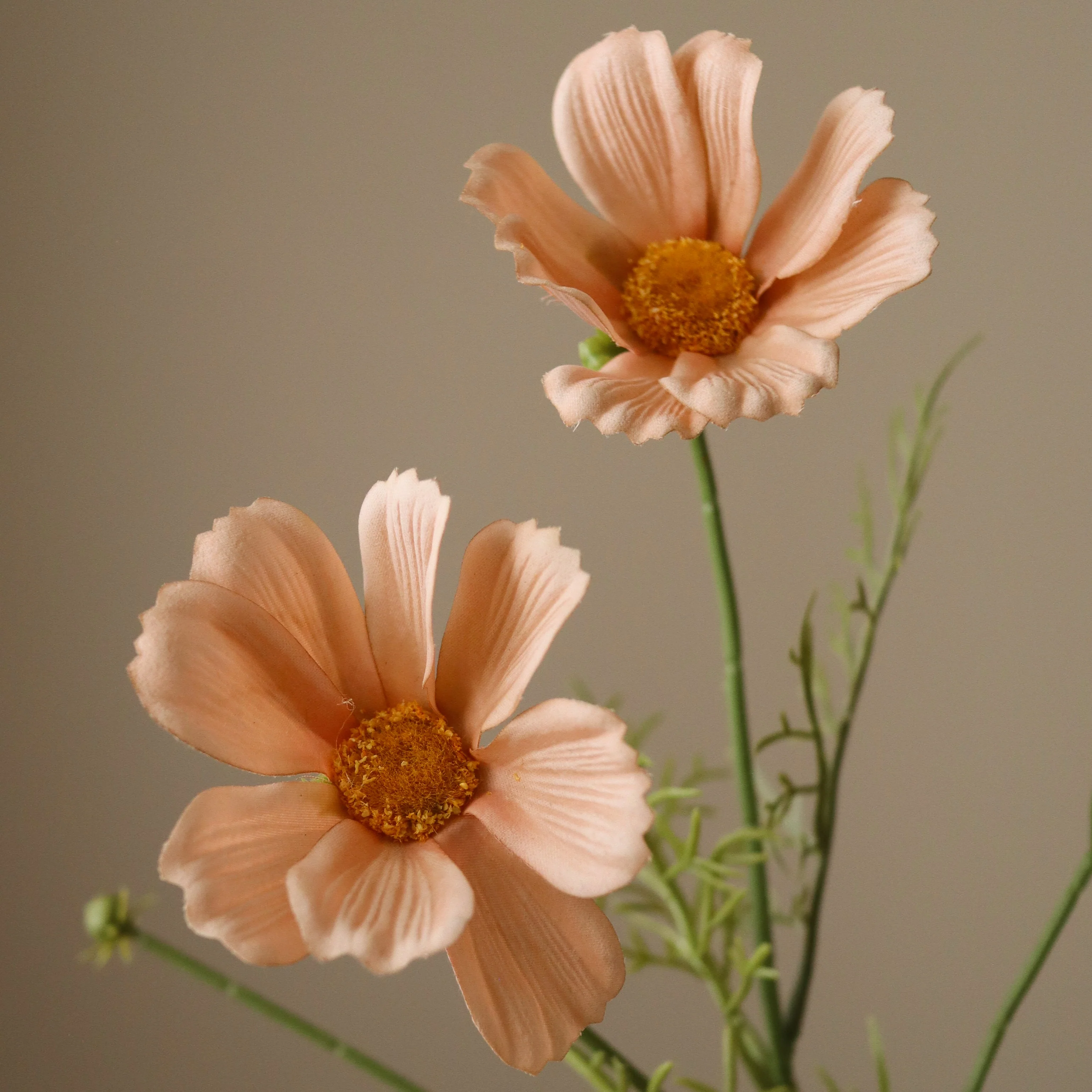 Champagne Cosmo Daisy Flower - Image 3