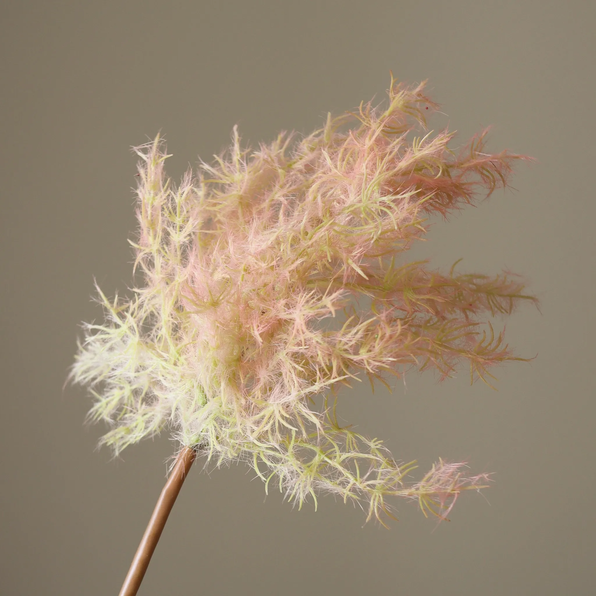 Pink Cotinus Coggygria Young Lady Flower - Image 3