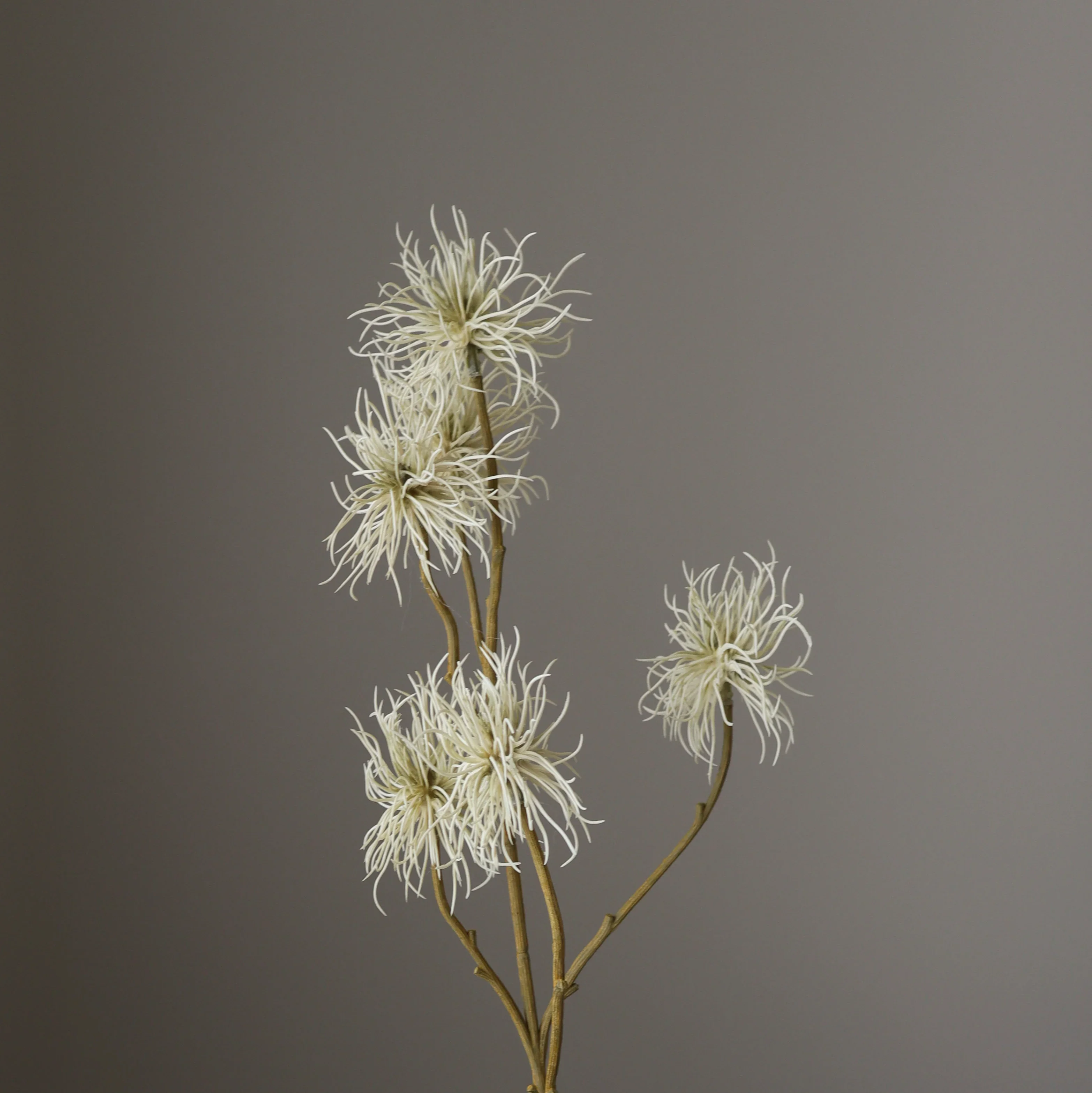 Cream Allium Fido Dido Flower - Image 3