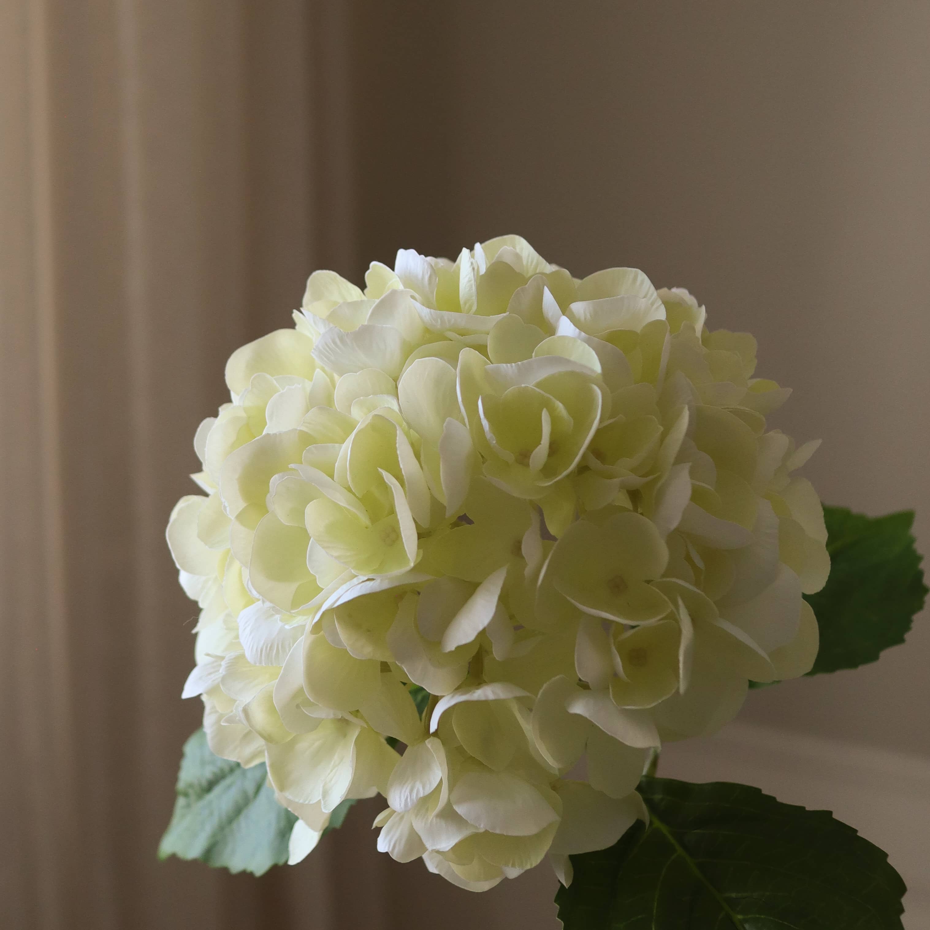 Cream Hydrangea Flower - Image 2