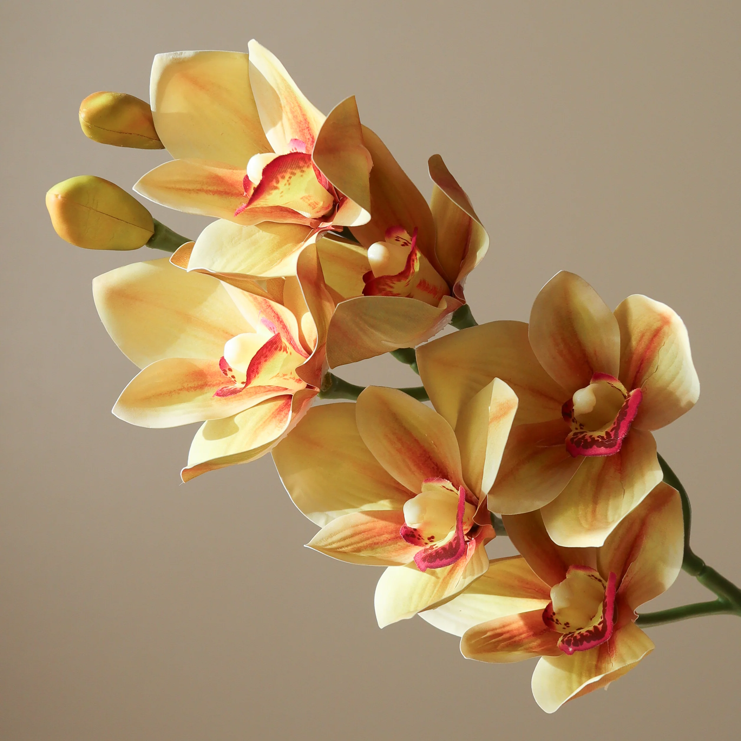 Green Cymbidium Orchid Flower - Image 3