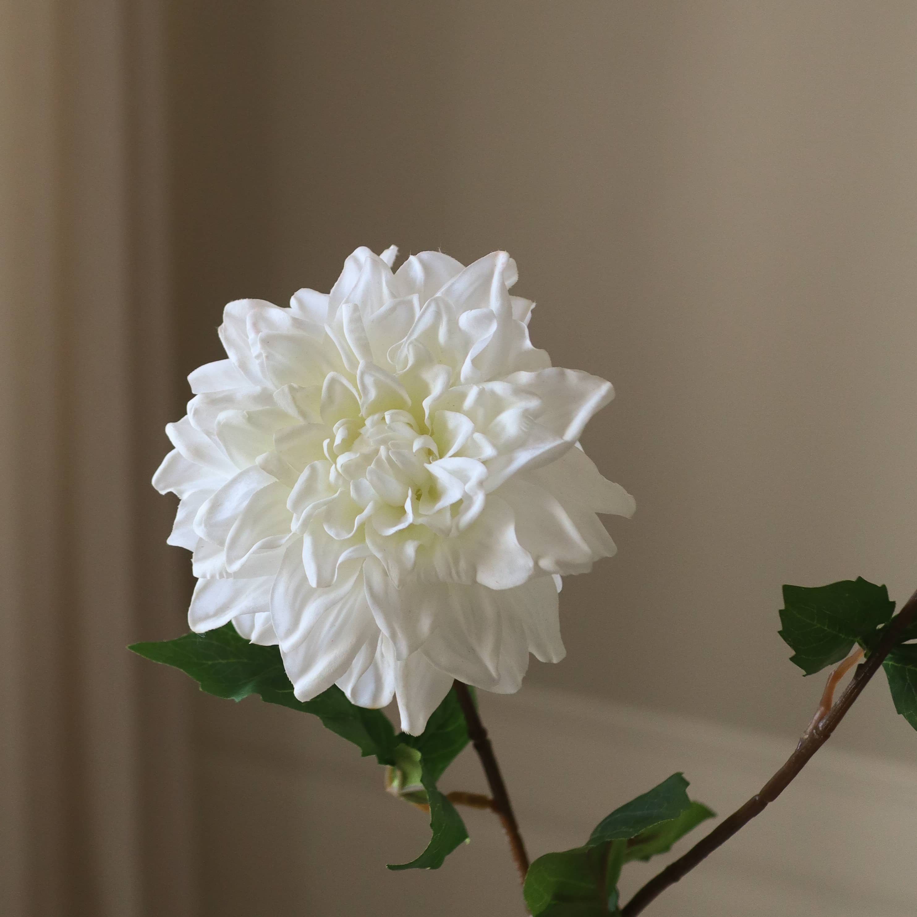 White Dahlia Flower - Image 3