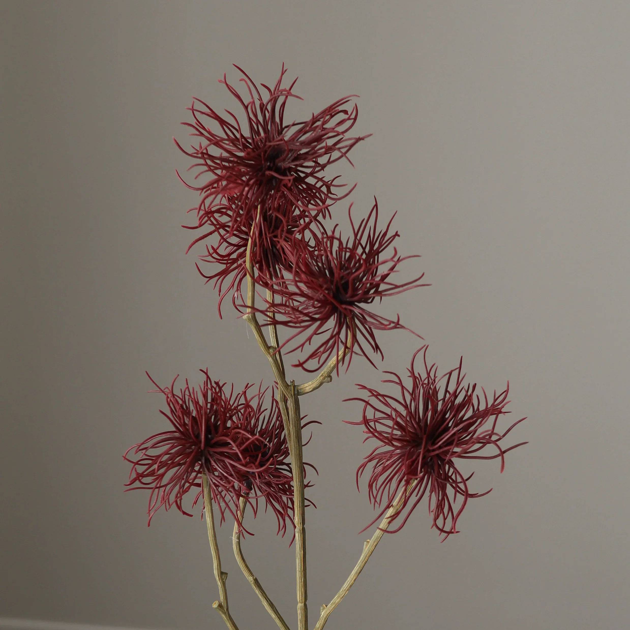 Dark Red Allium Fido Dido Flower - Image 3