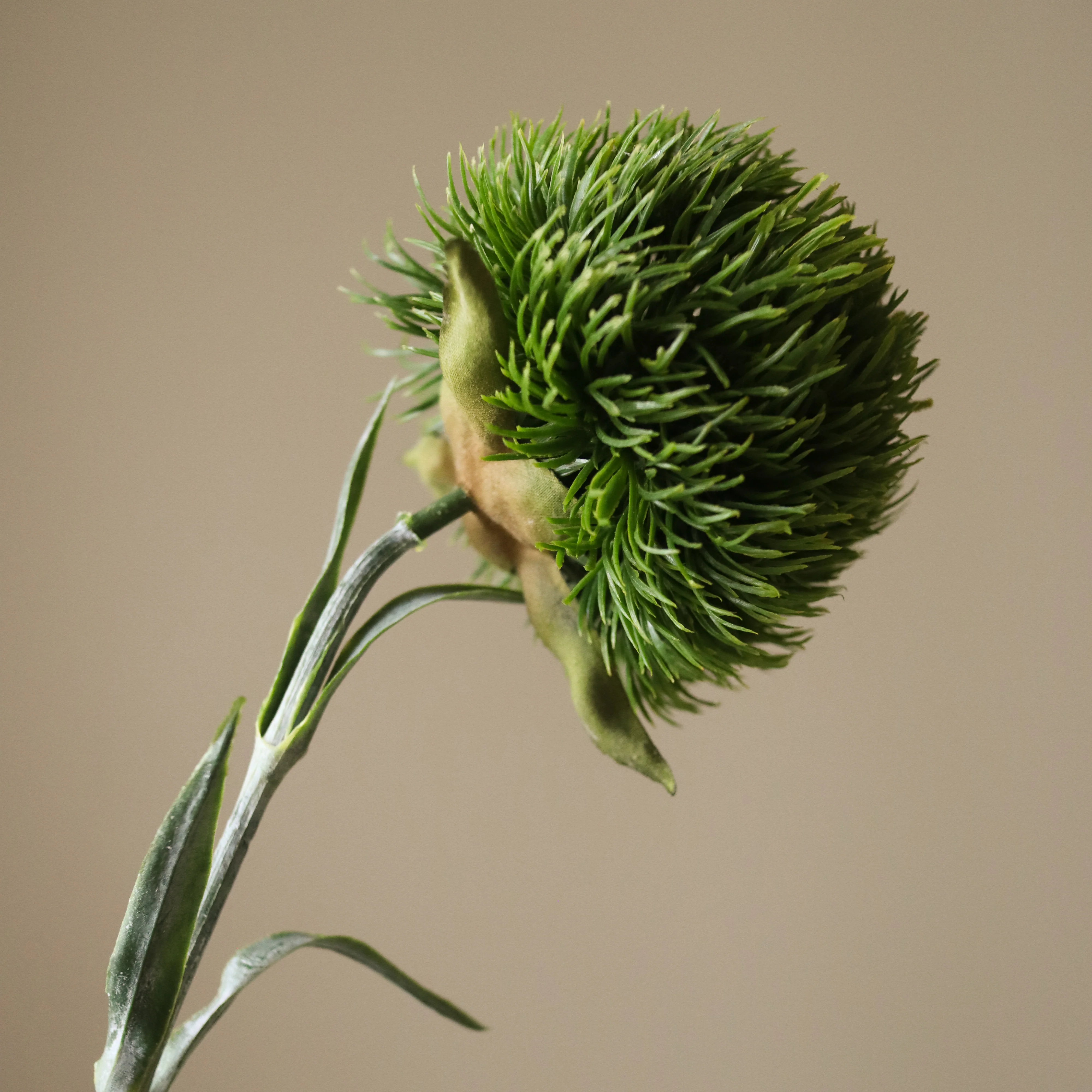 Dark Green Dianthus Barbatus "Green Ball" - Image 3