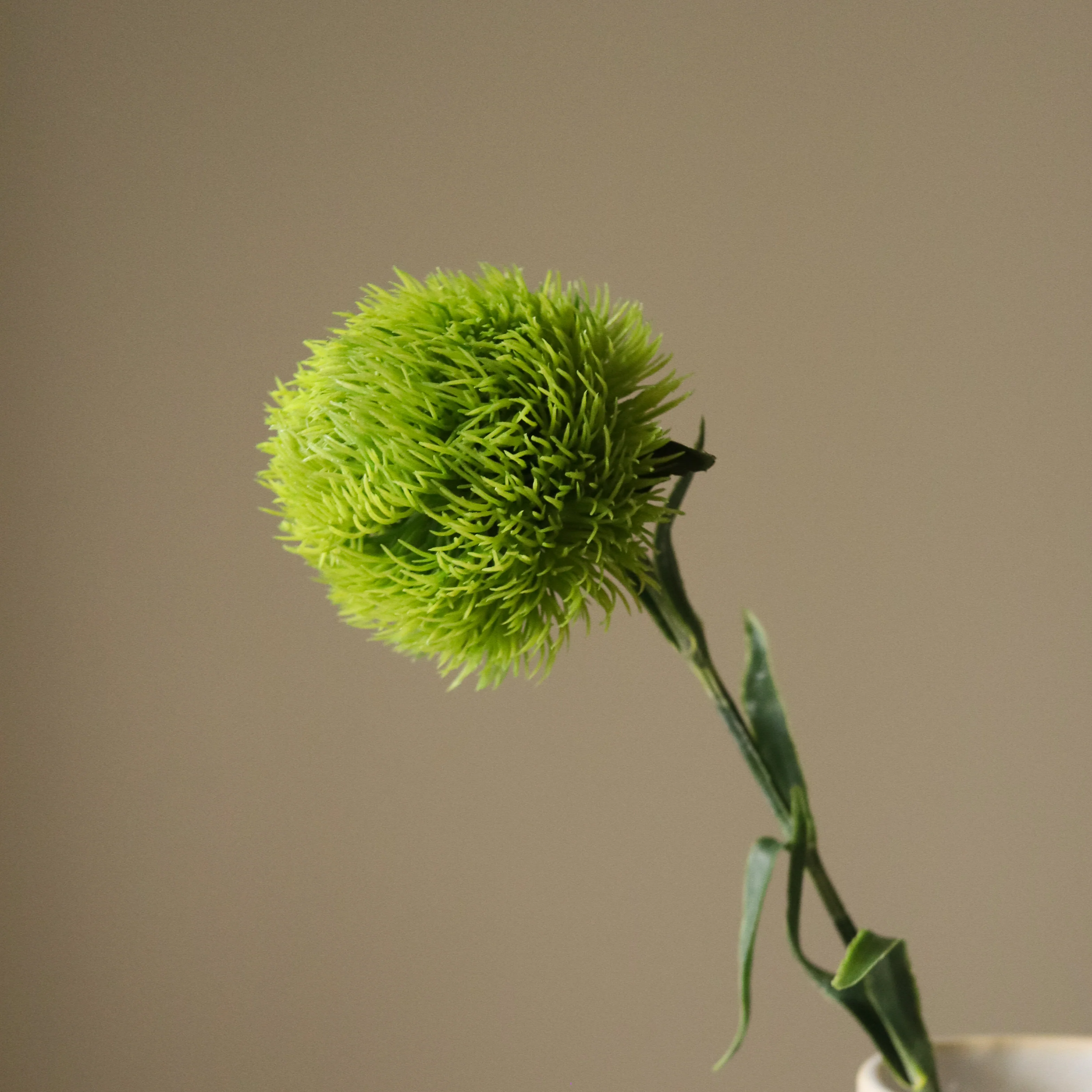 Green Dianthus Barbatus "Green Ball" - Image 2