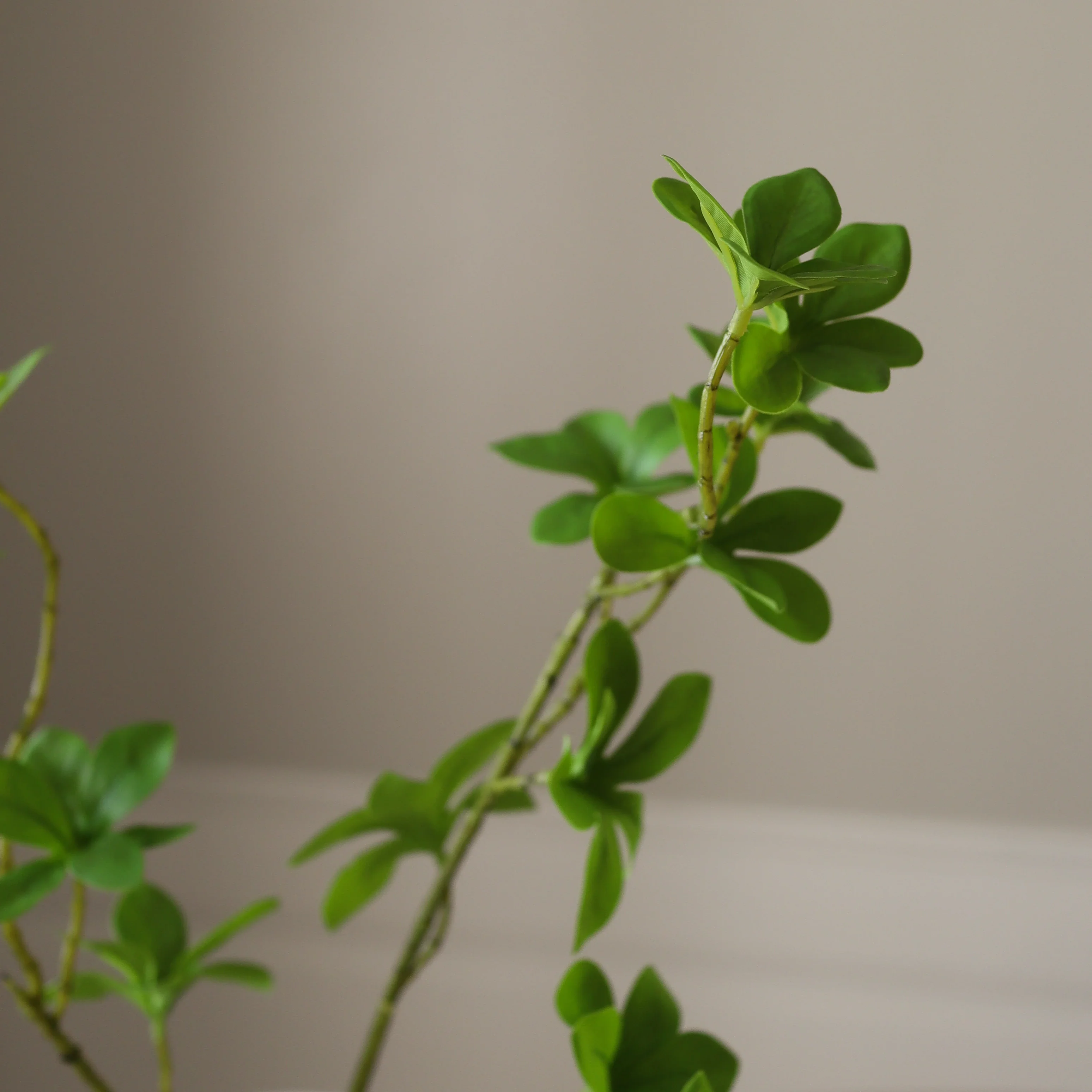 Green Enkianthus Perulatus Leaves - Image 3