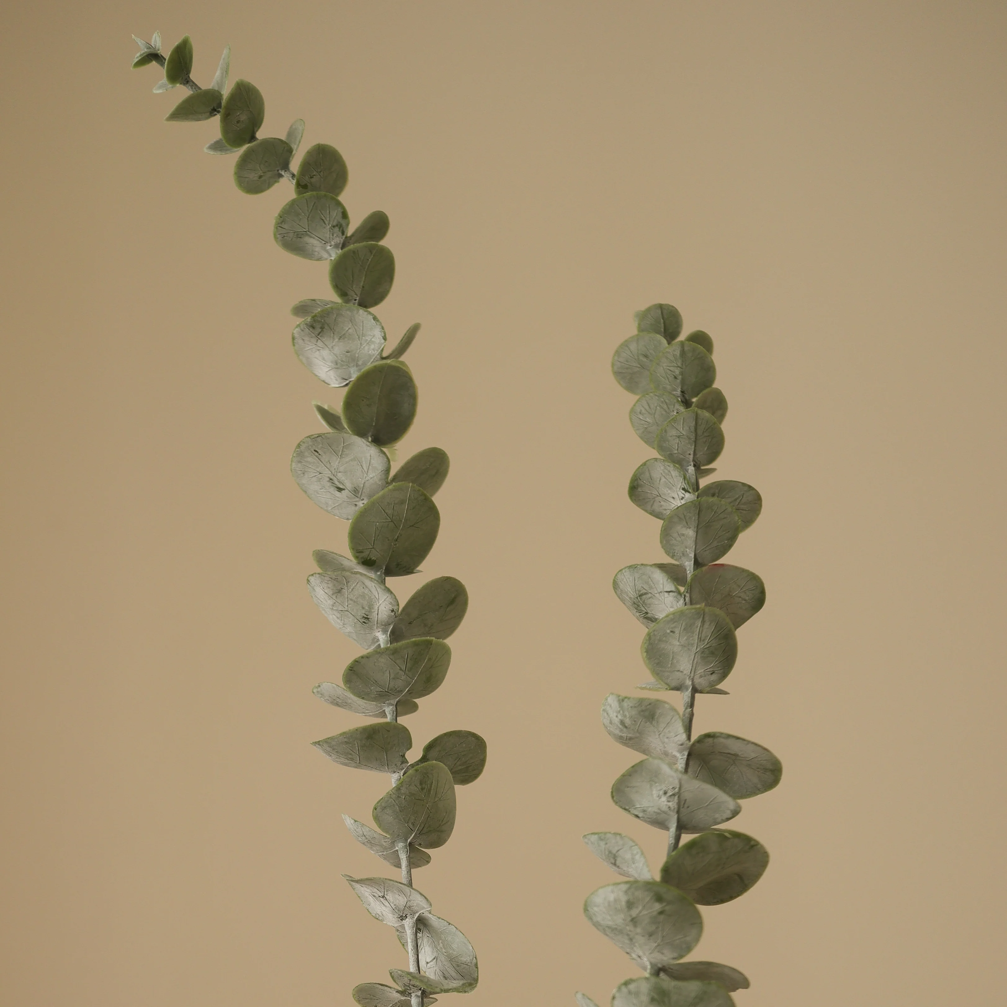 Green Eucalyptus Five Leaves - Image 3