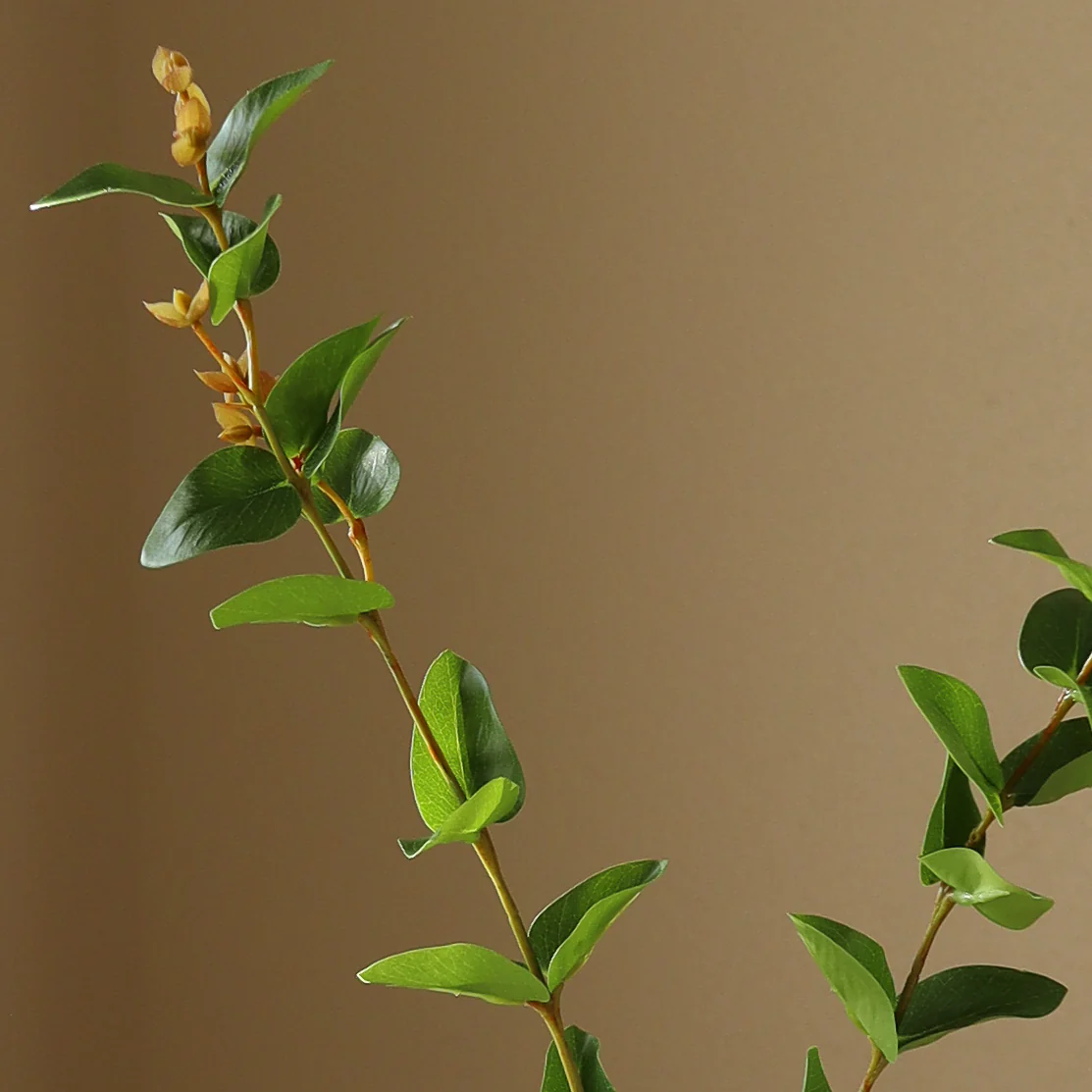 Green Eucalyptus Leaves - Image 3