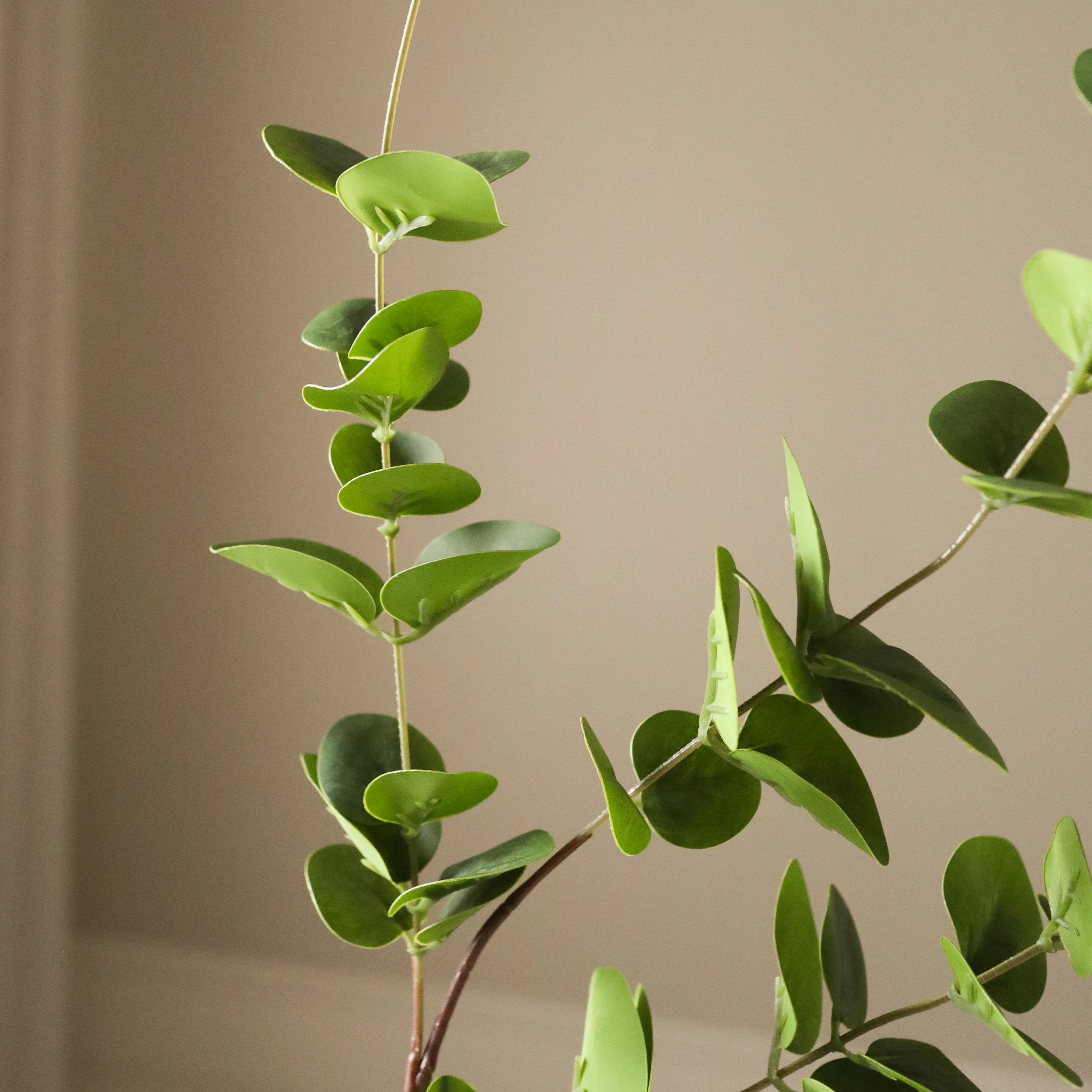 Green Eucalyptus Three Leaves - Image 3