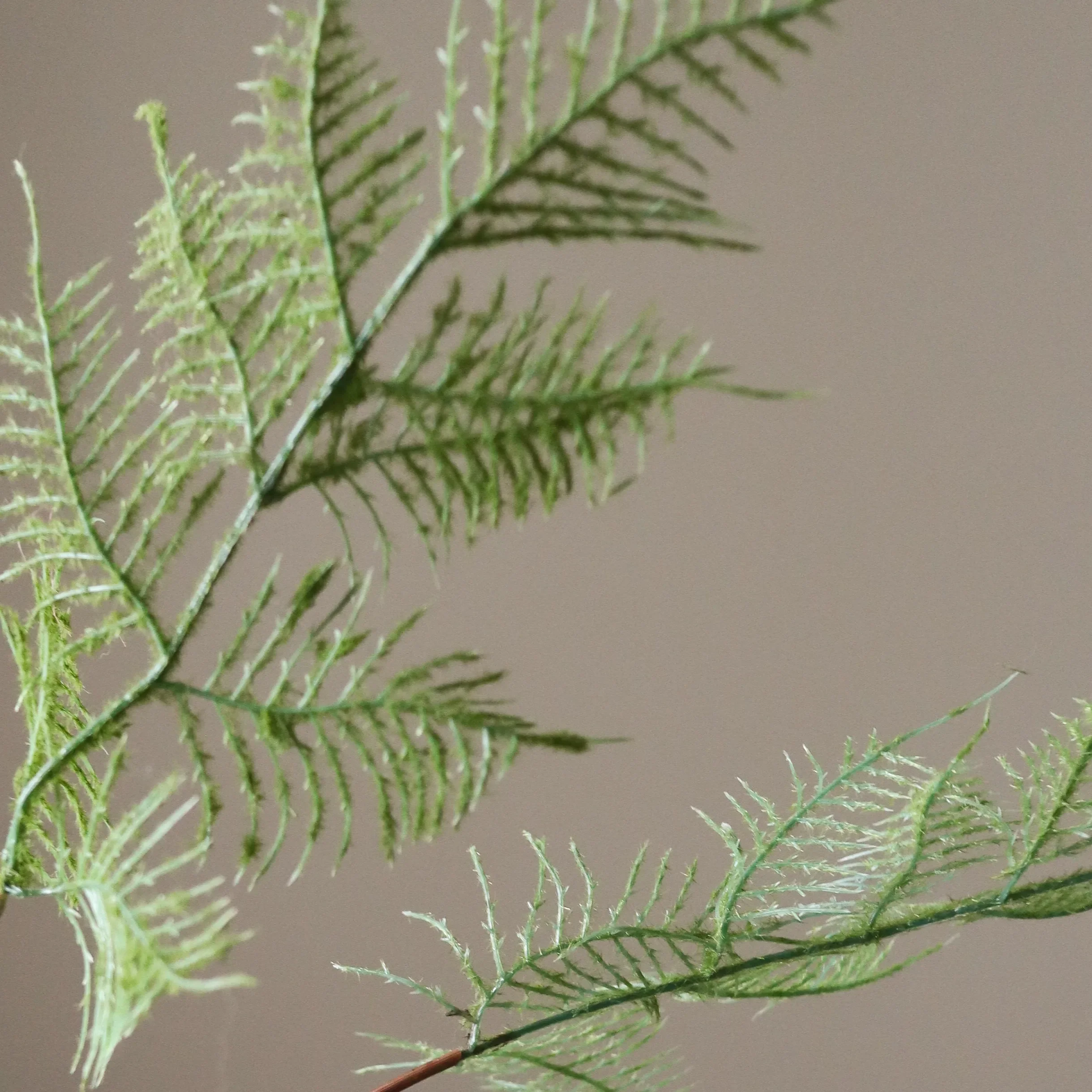 Green Fern Leaves - Image 3