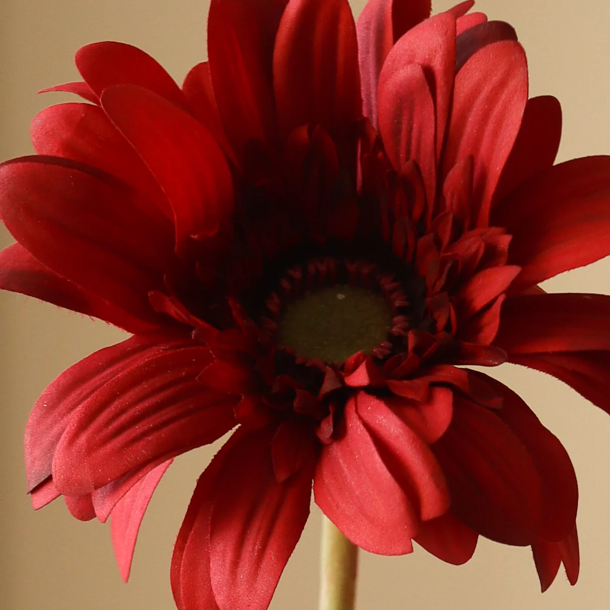 Dark Red Gerbera Daisy Flower - Image 3