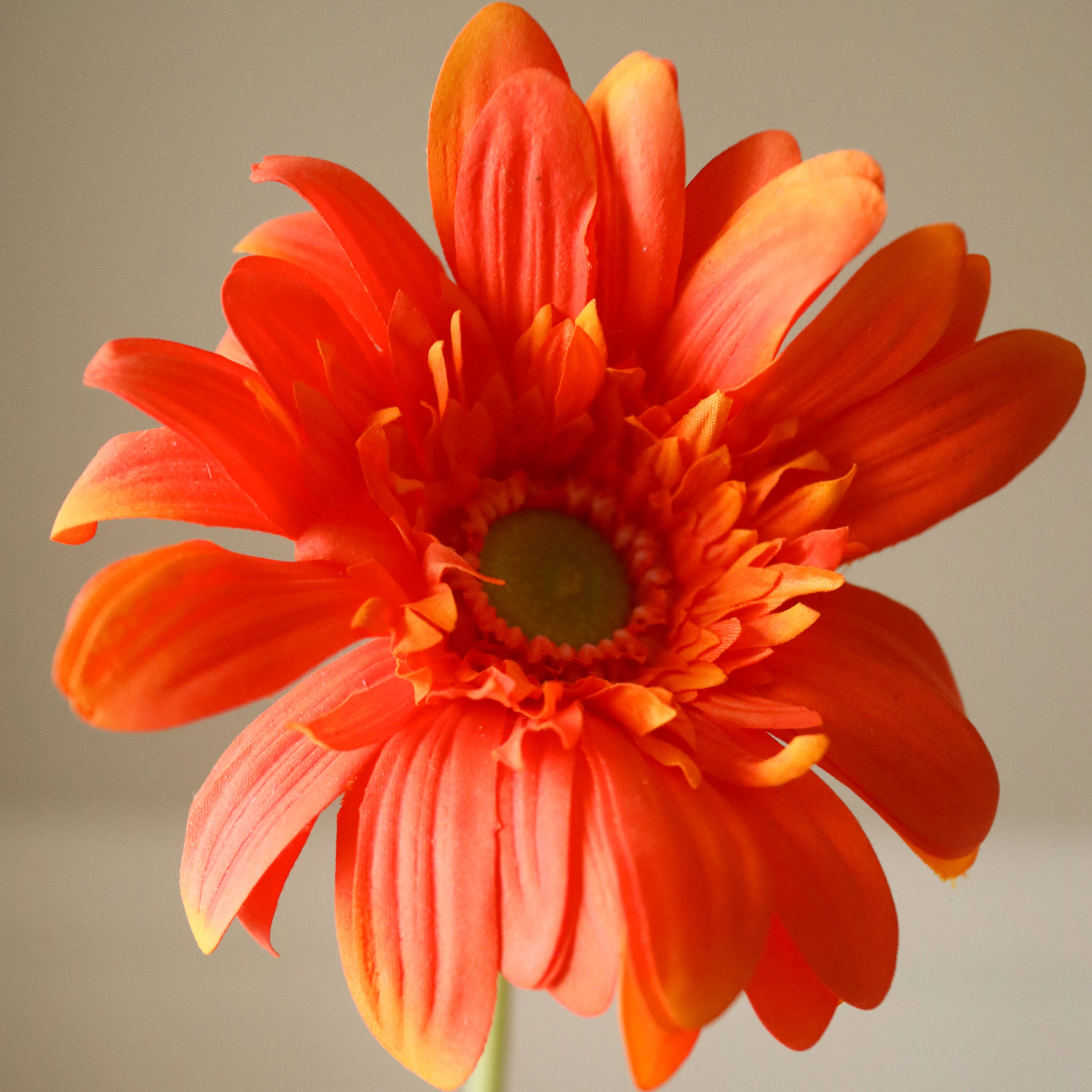 Orange Gerbera Daisy Flower - Image 3