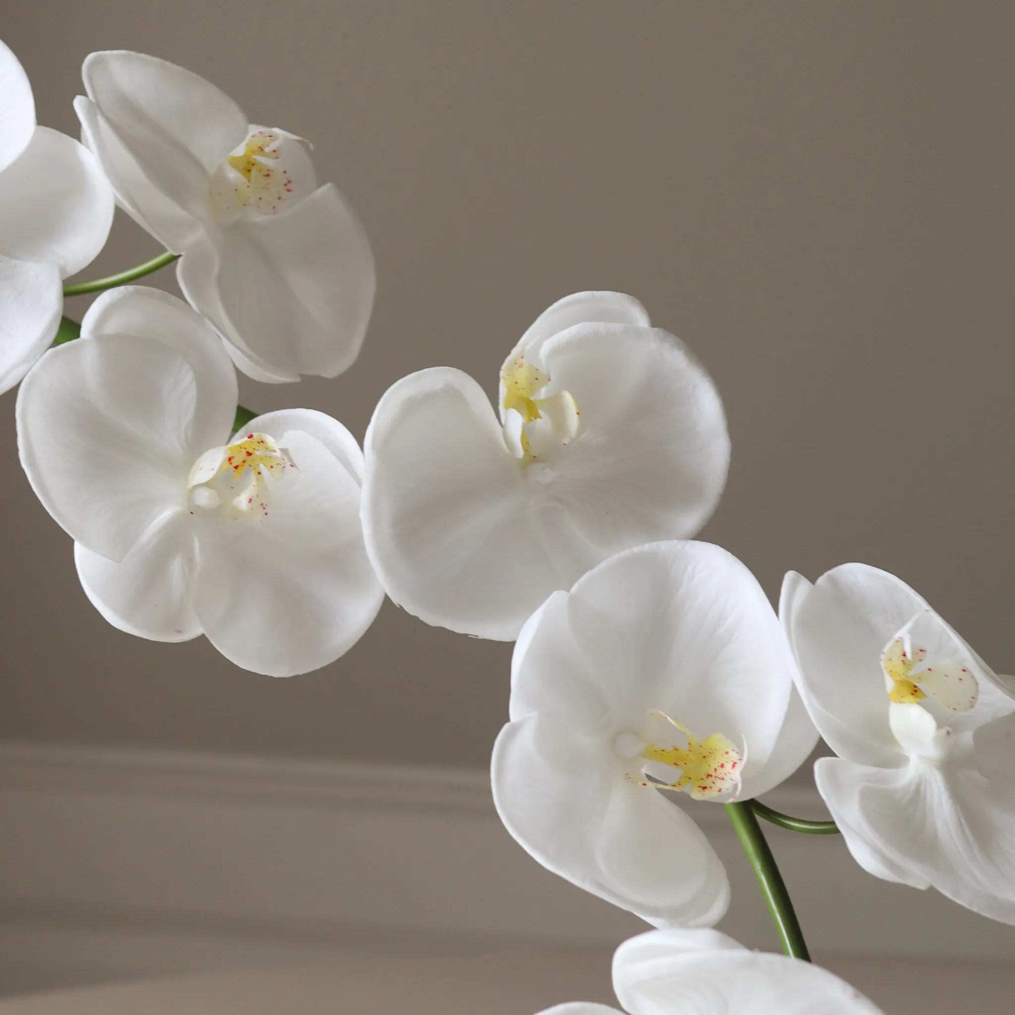 White Grand Orchid Flower - Image 3