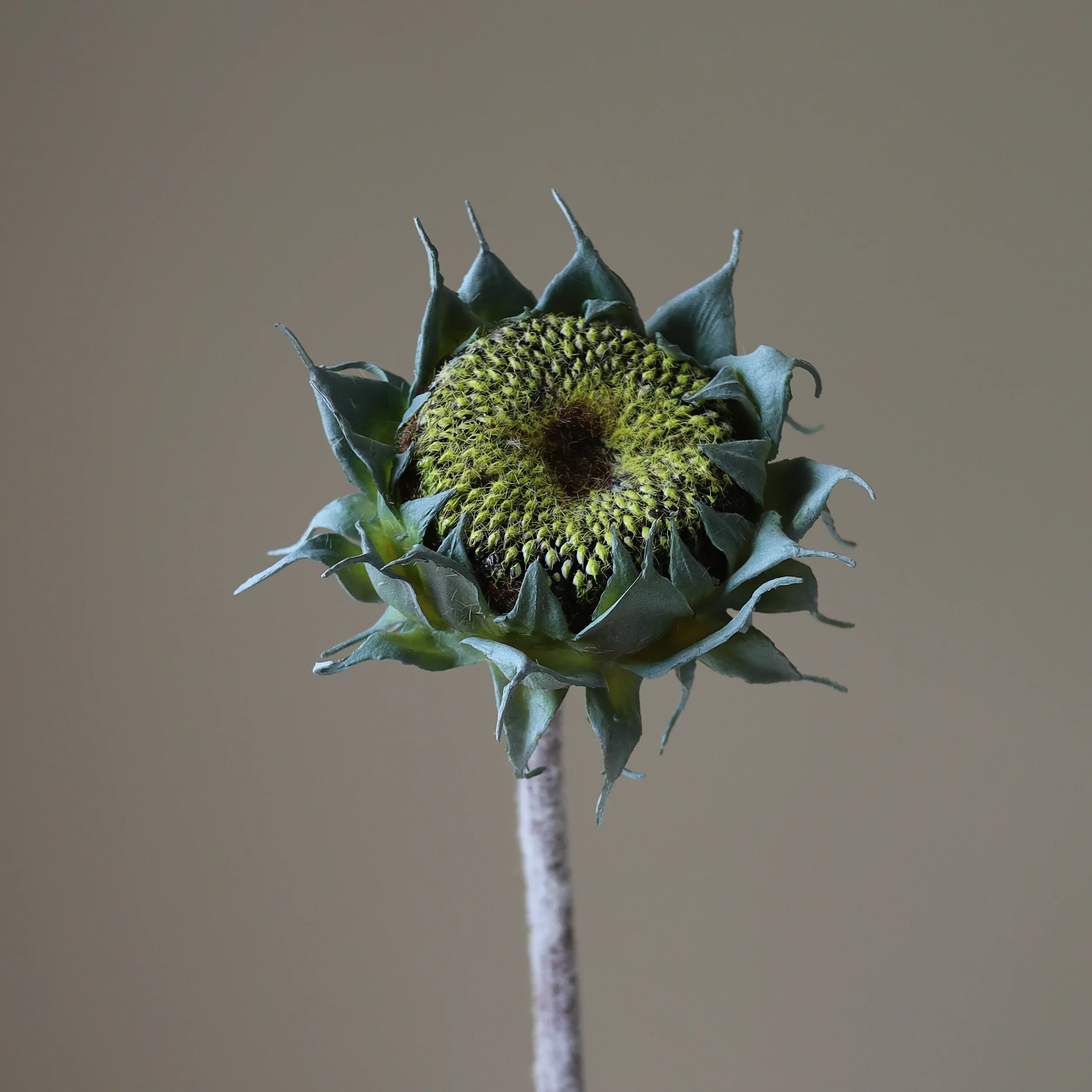 Green Autumn Sunflower - Image 3